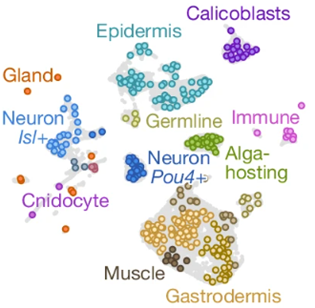 UMAP of Acropora millepora (Whole adults) coloured by cluster