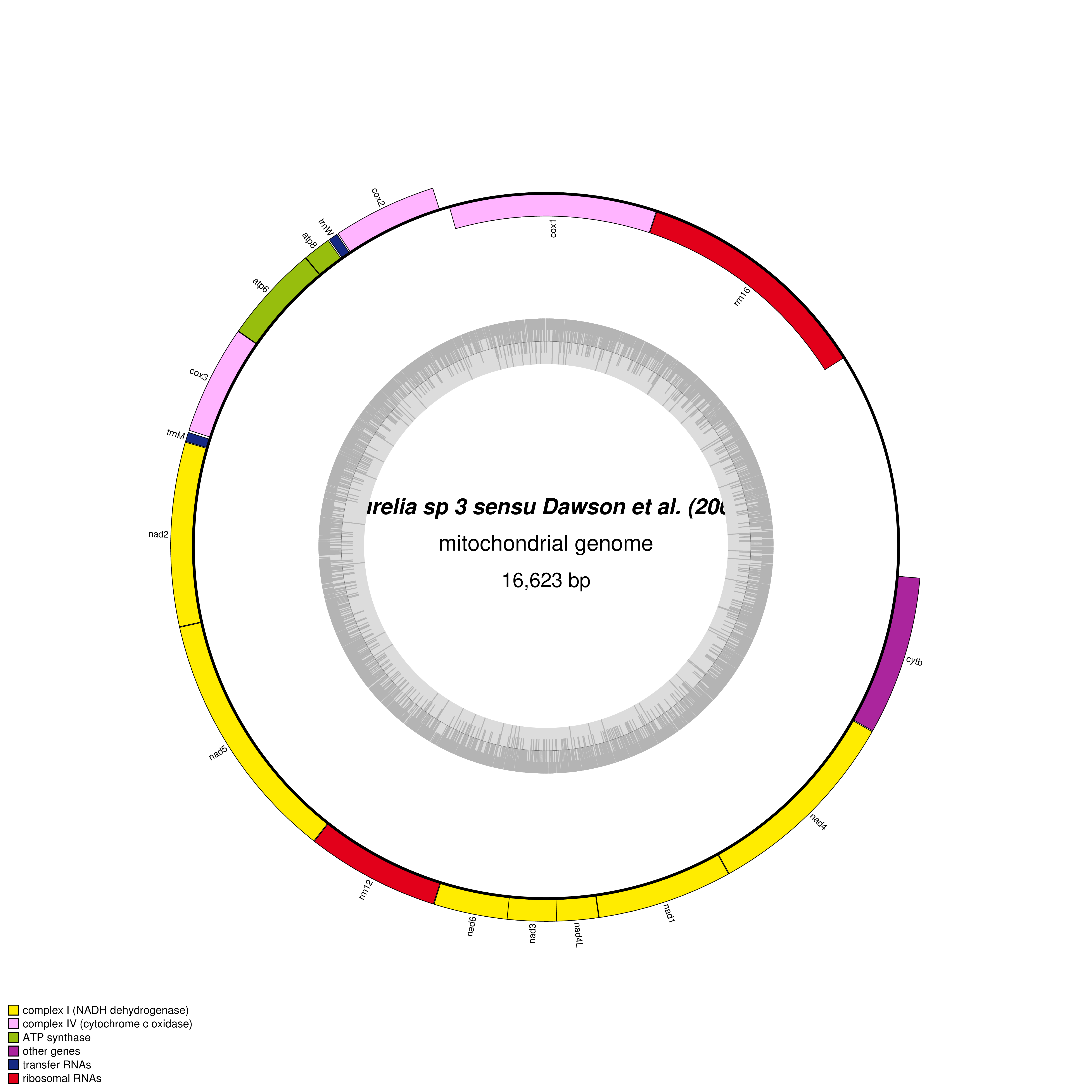 Mitochondrial genome map of Aurelia sp. 3 sensu Dawson et al. (2005)