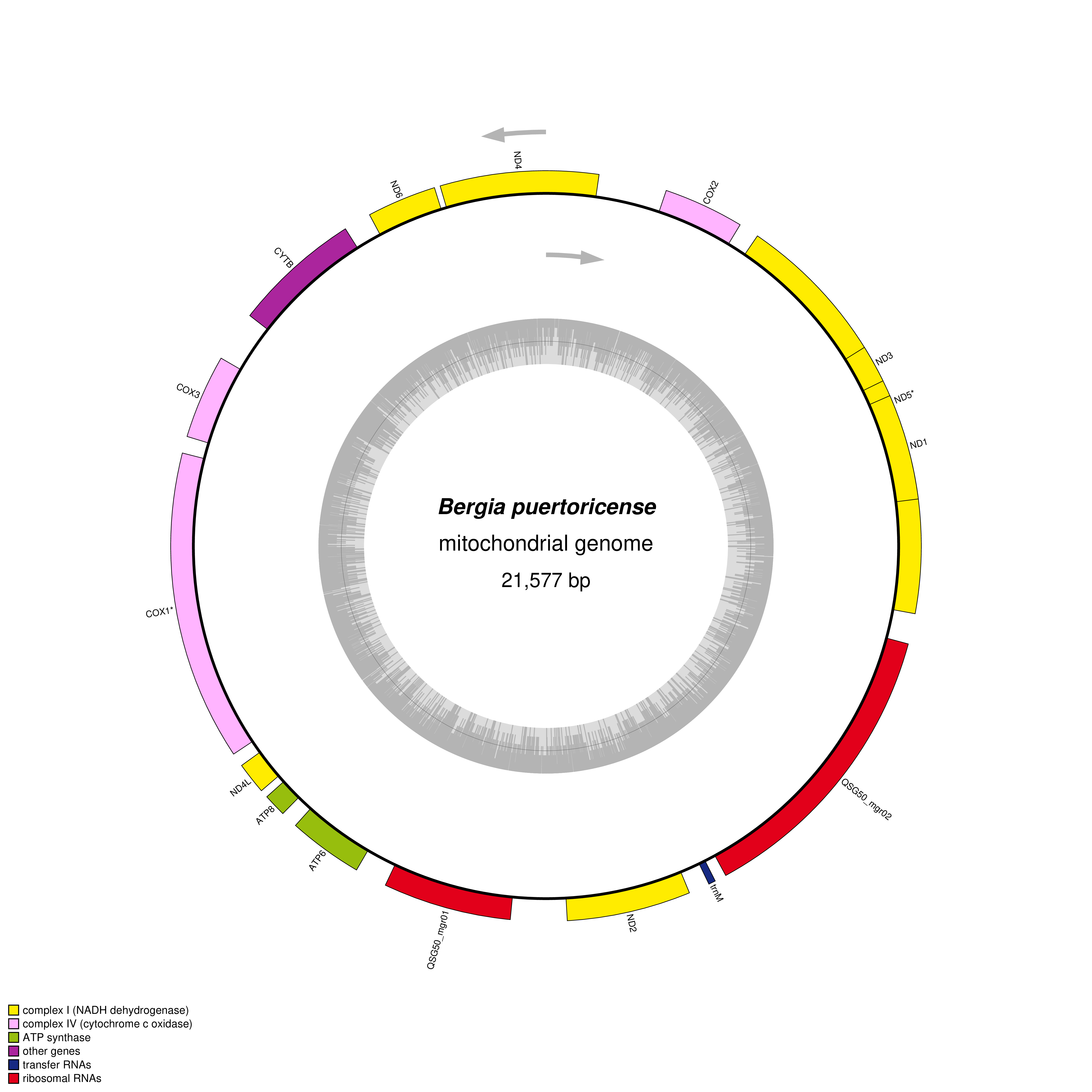 Mitochondrial genome map of Bergia puertoricense
