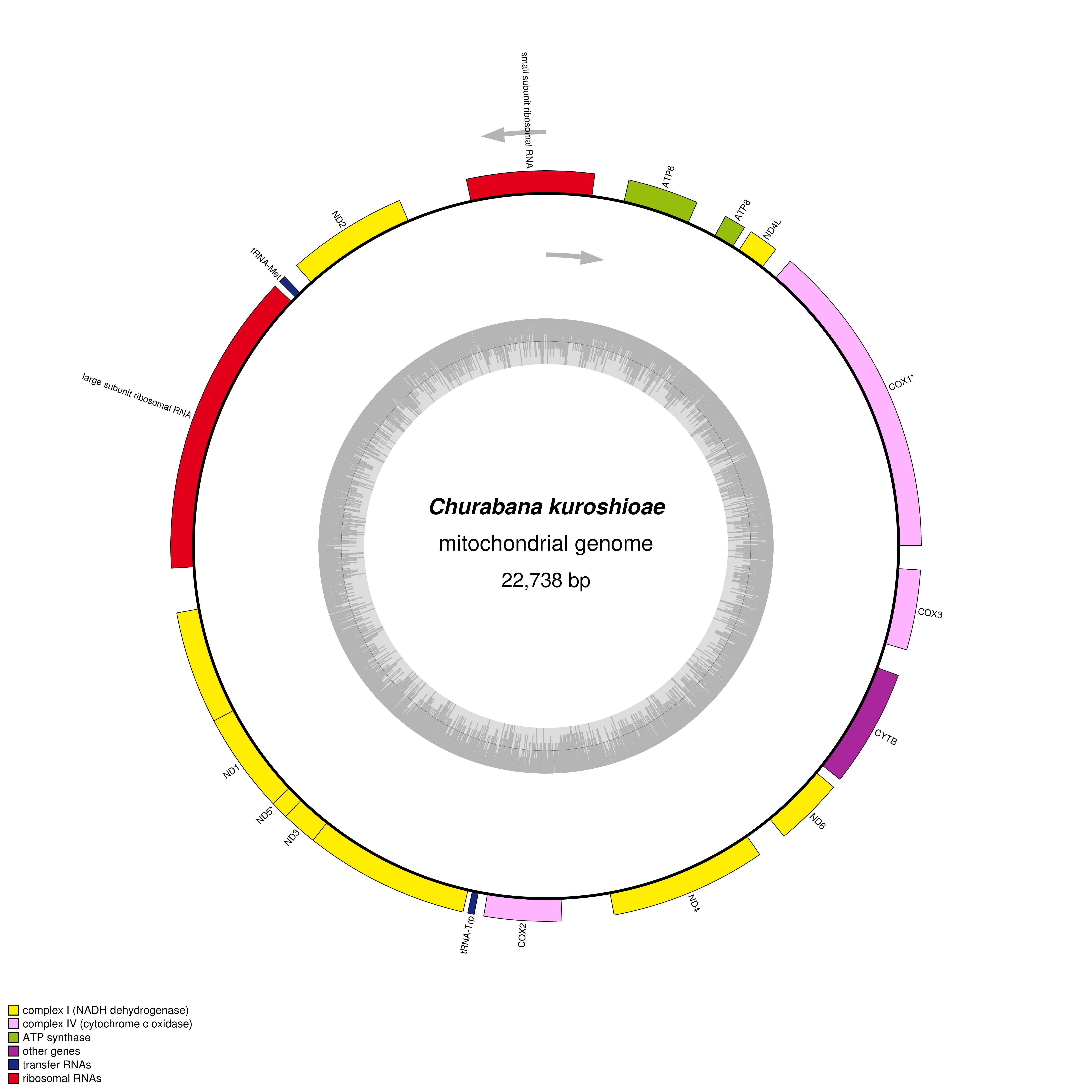 Mitochondrial genome map of Churabana kuroshioae