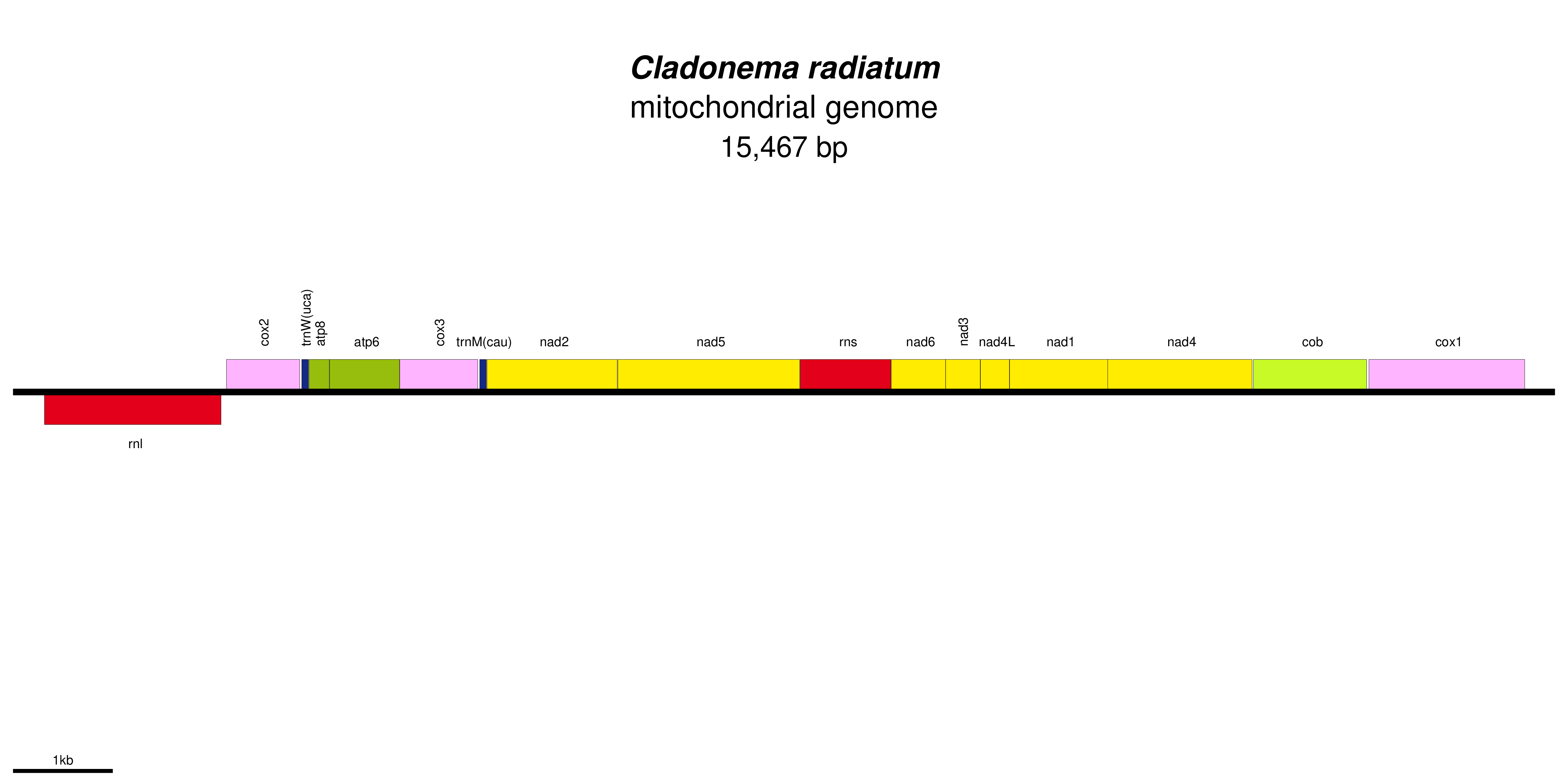 Mitochondrial genome map of Cladonema radiatum