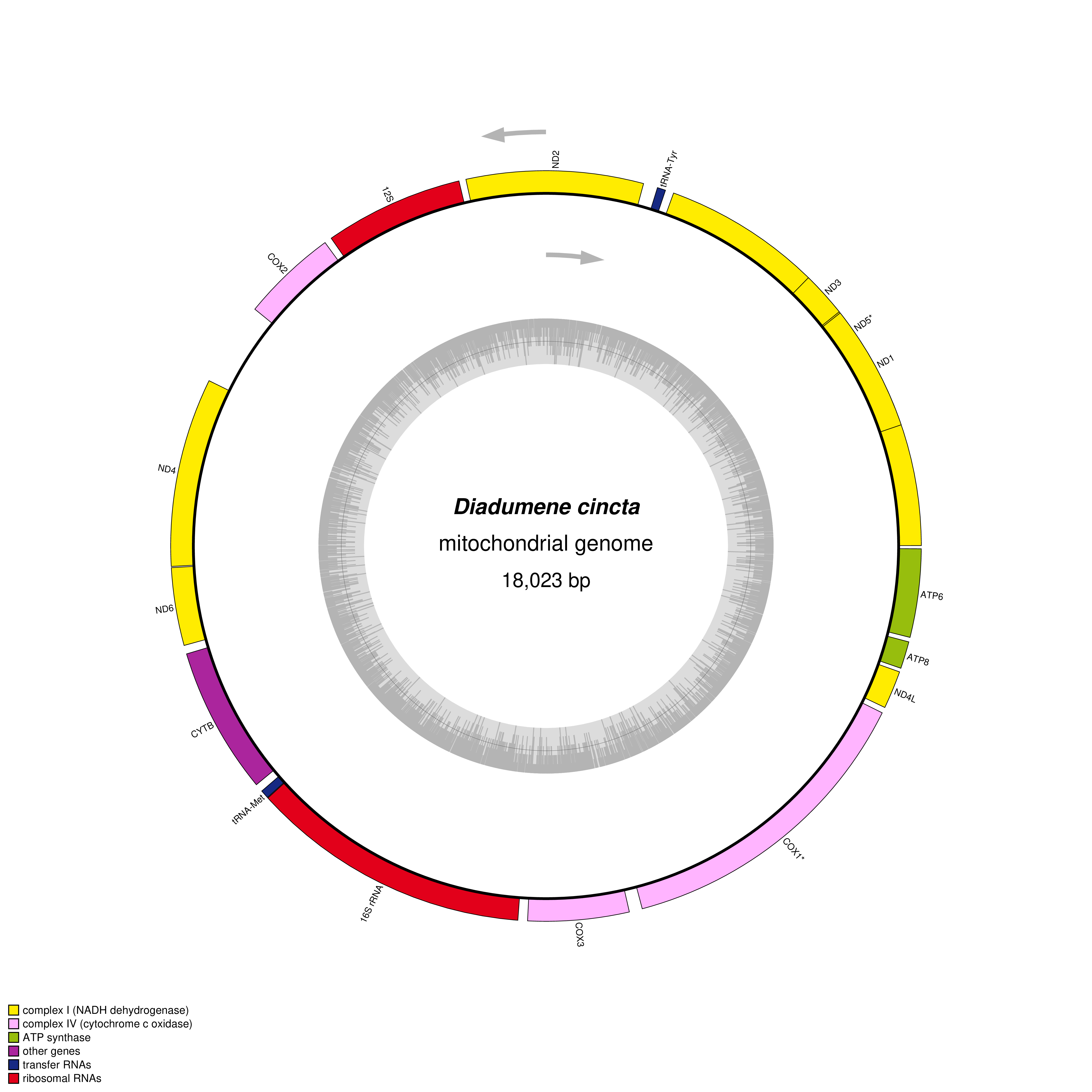 Mitochondrial genome map of Diadumene cincta