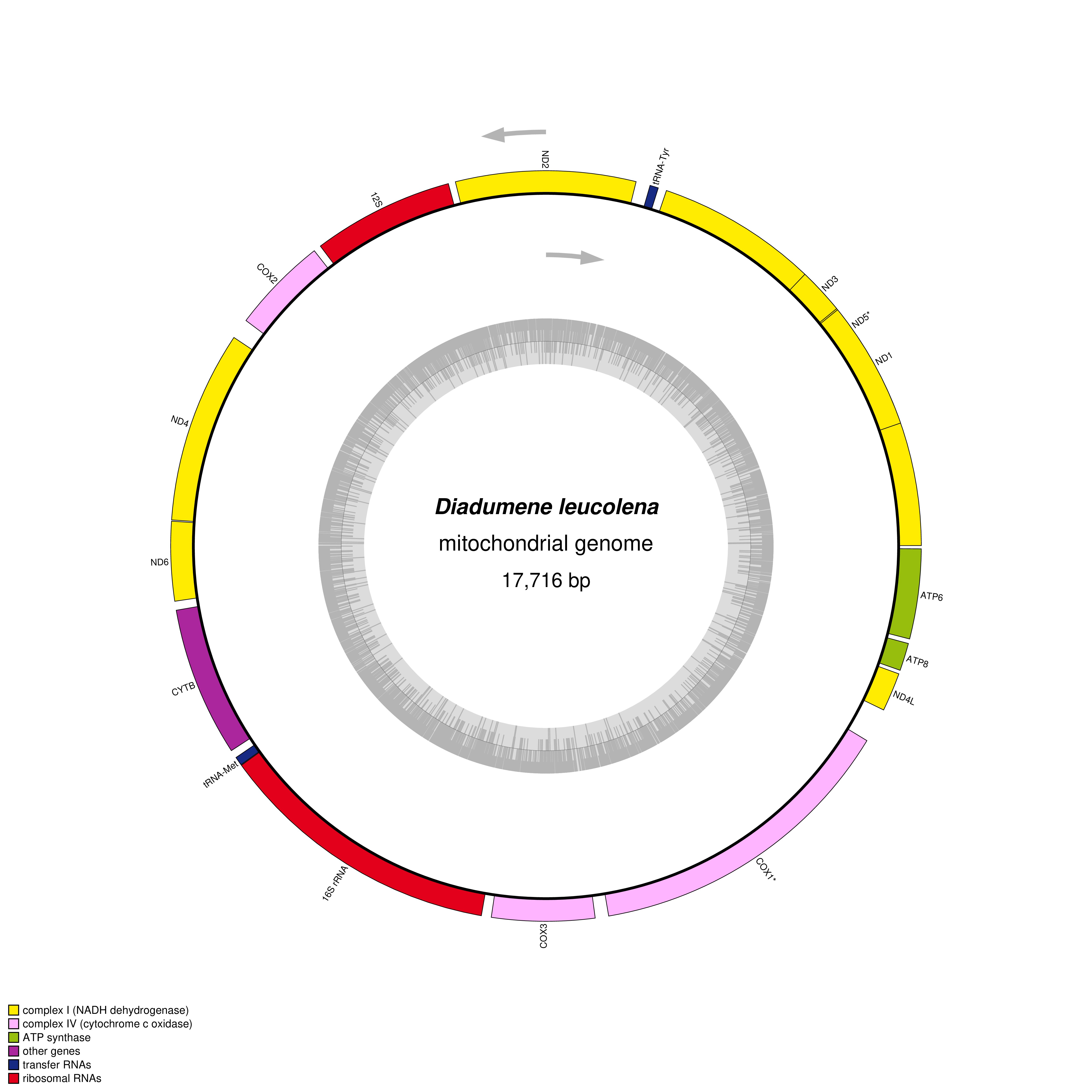 Mitochondrial genome map of Diadumene leucolena