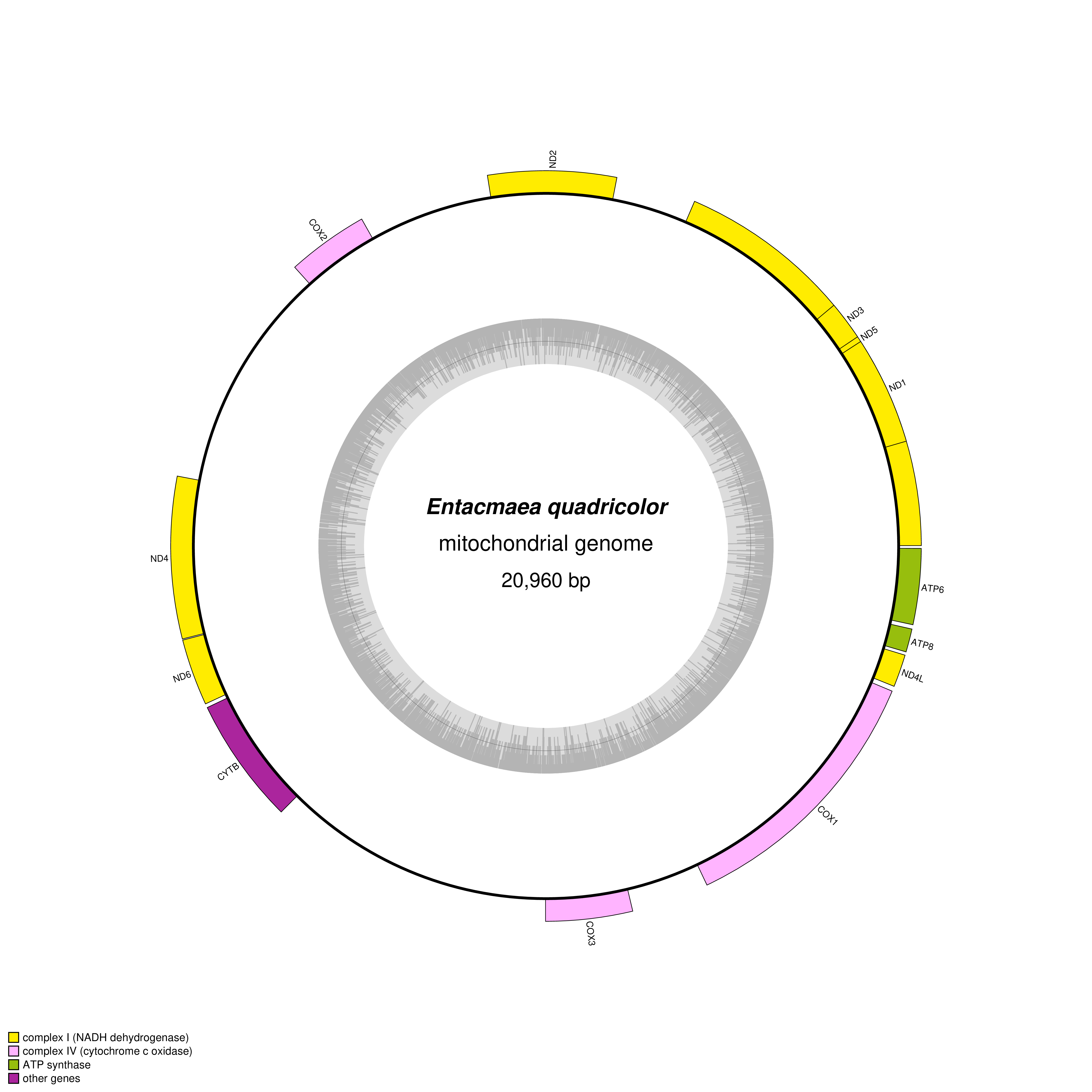 Mitochondrial genome map of Entacmaea quadricolor