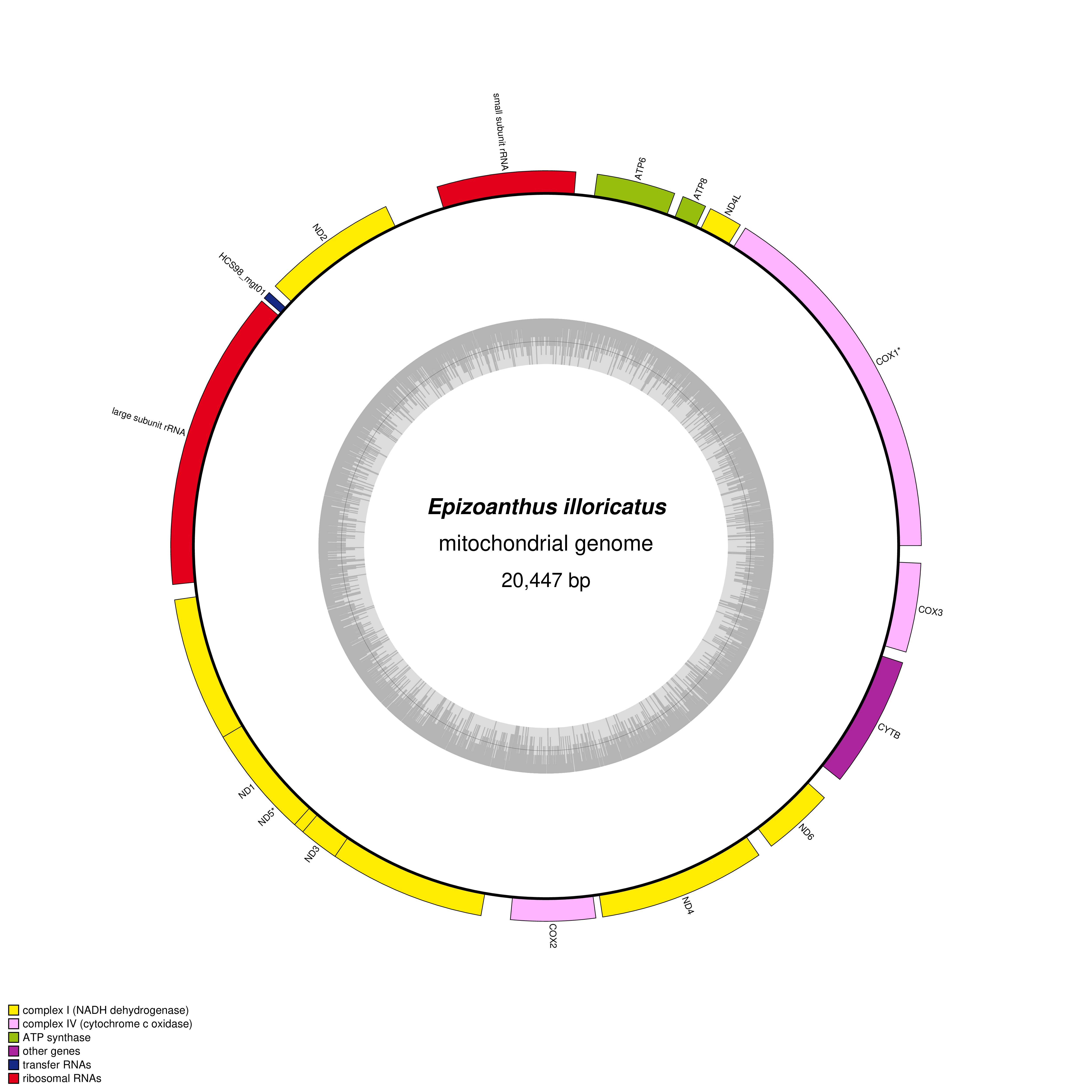 Mitochondrial genome map of Epizoanthus illoricatus