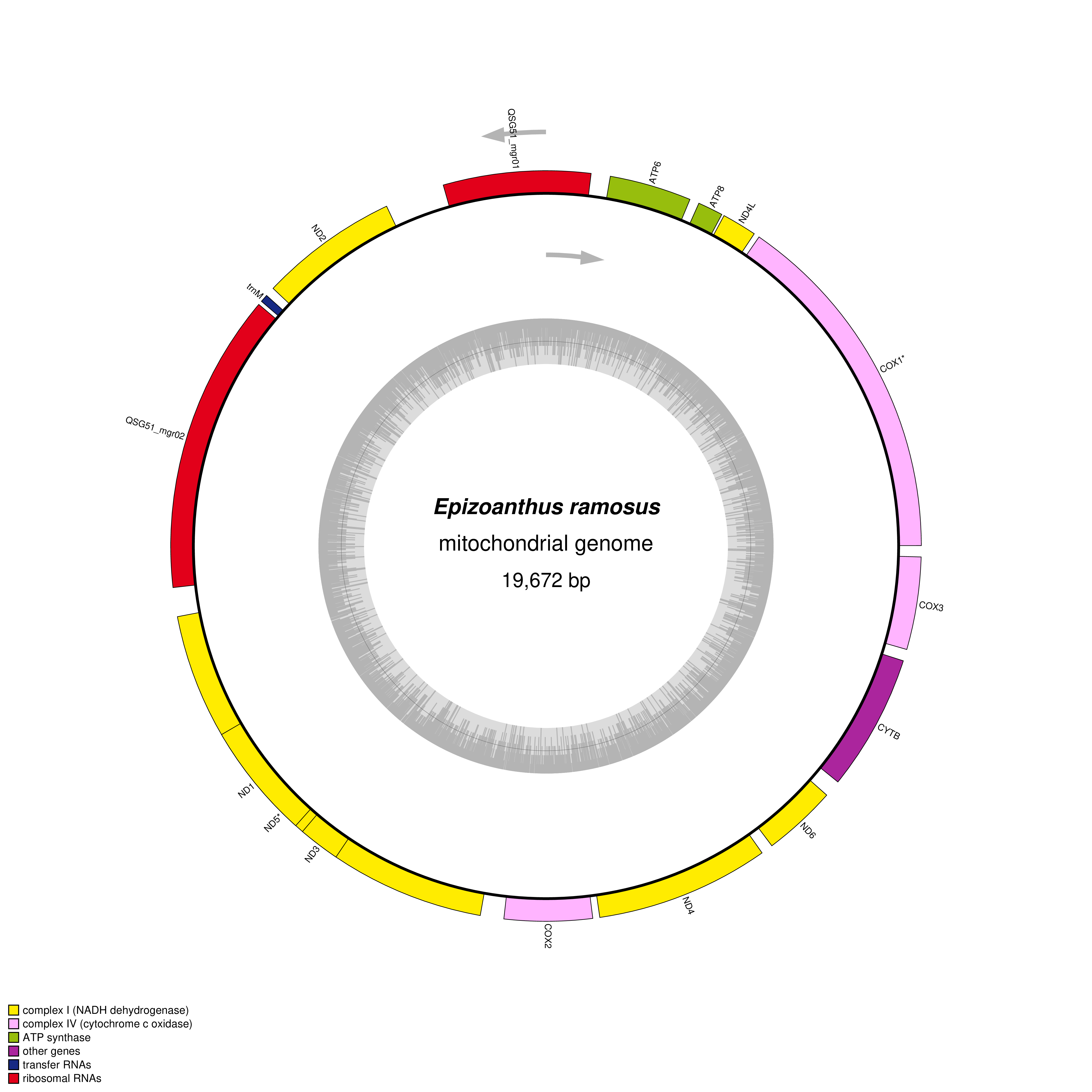 Mitochondrial genome map of Epizoanthus ramosus