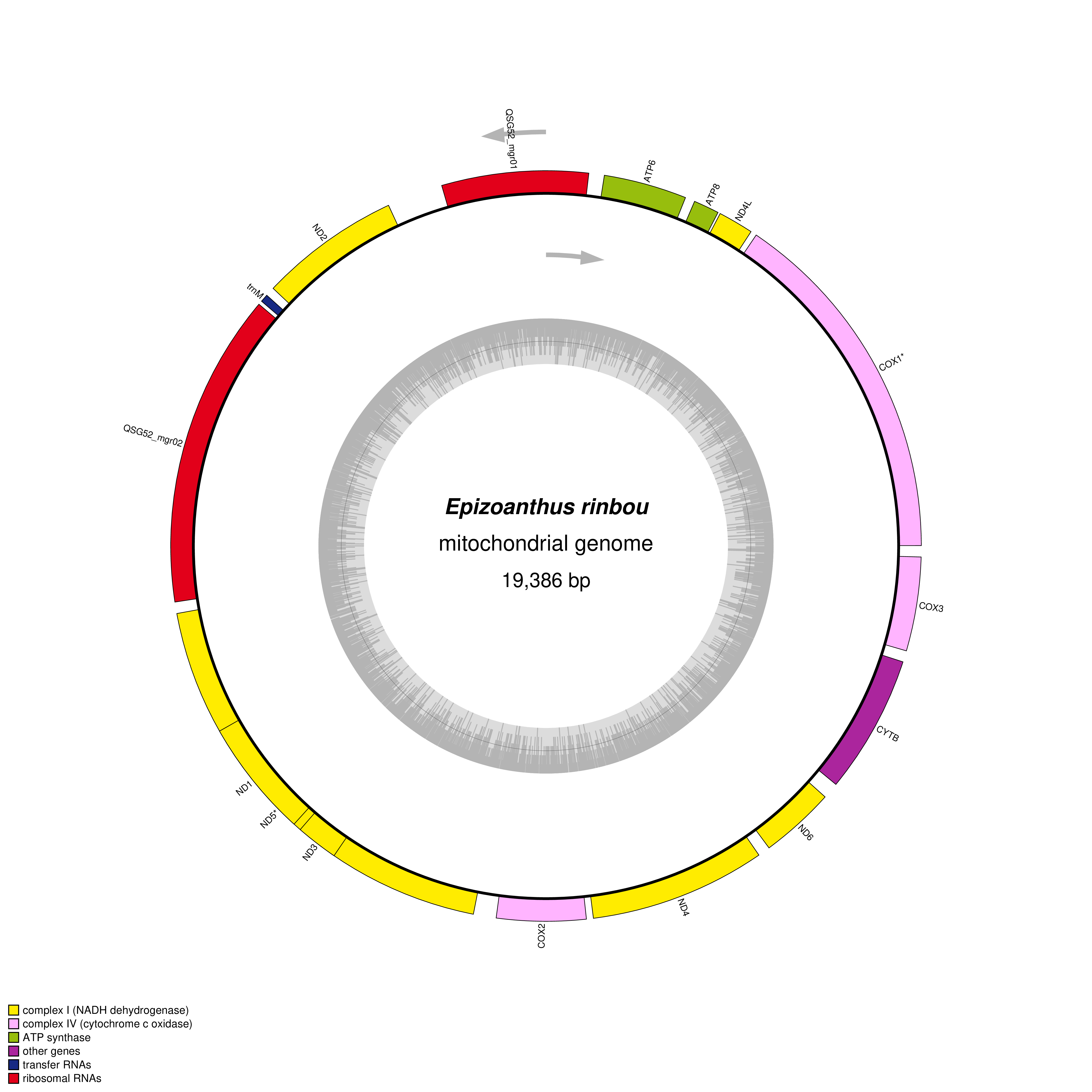 Mitochondrial genome map of Epizoanthus rinbou