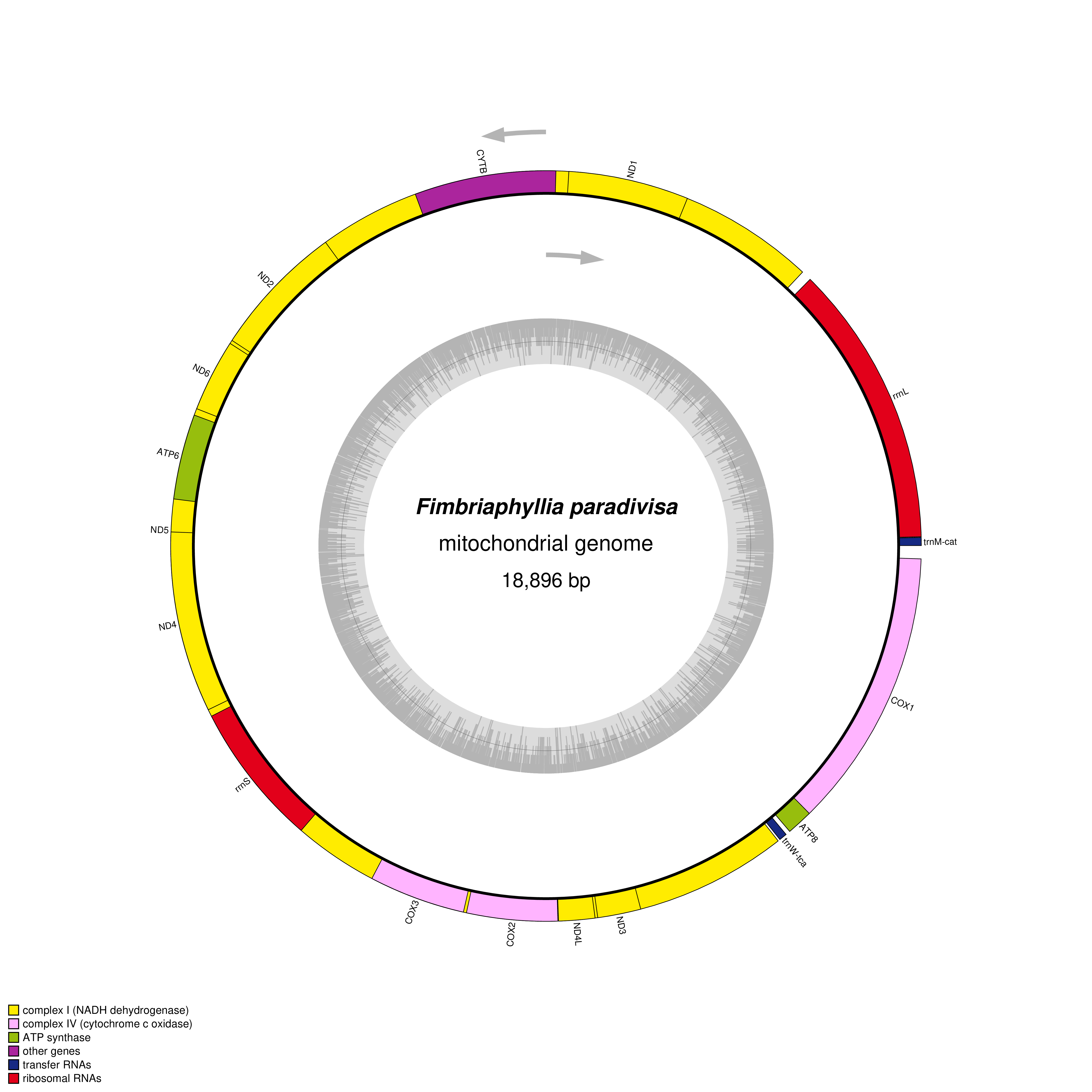 Mitochondrial genome map of Fimbriaphyllia paradivisa
