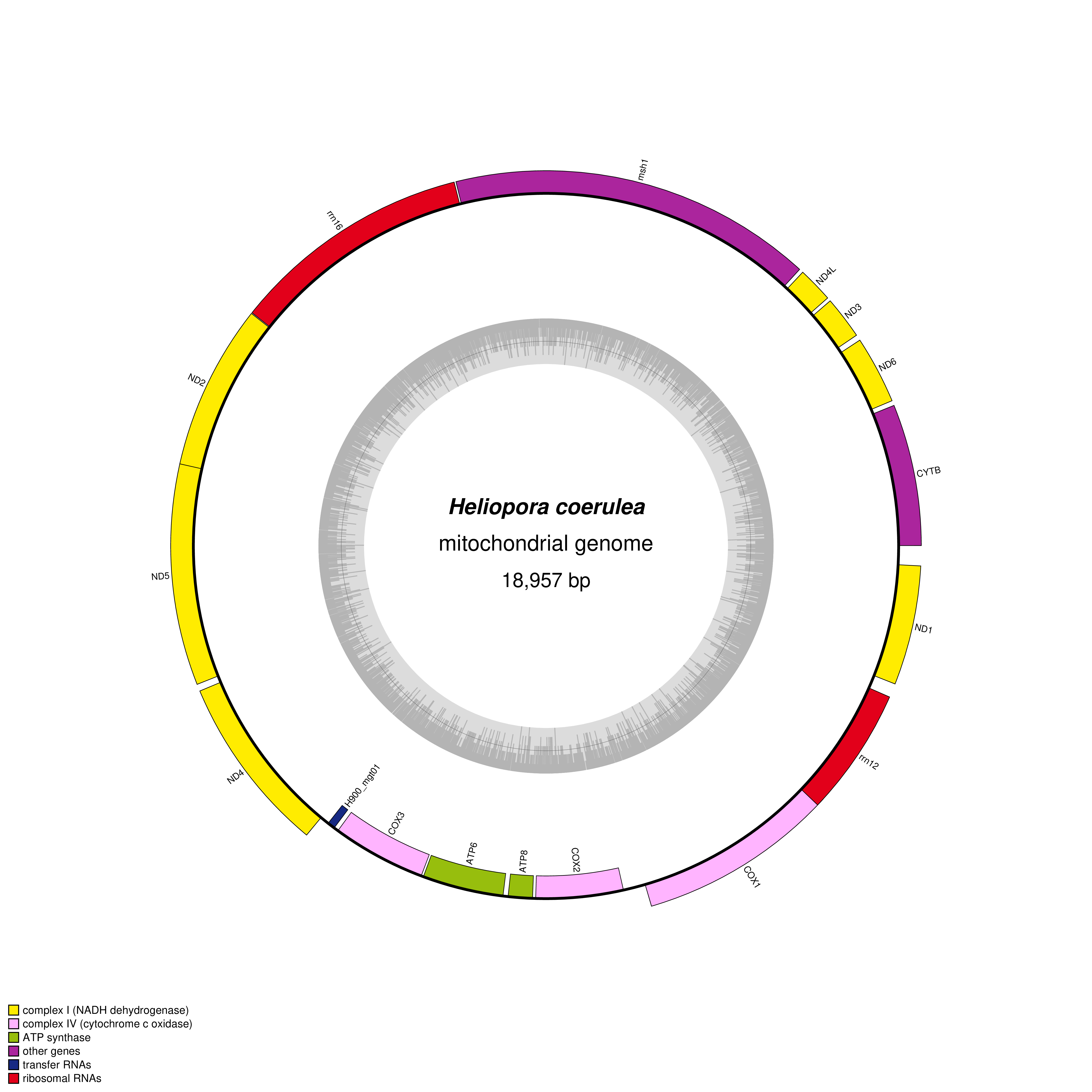 Mitochondrial genome map of Heliopora coerulea