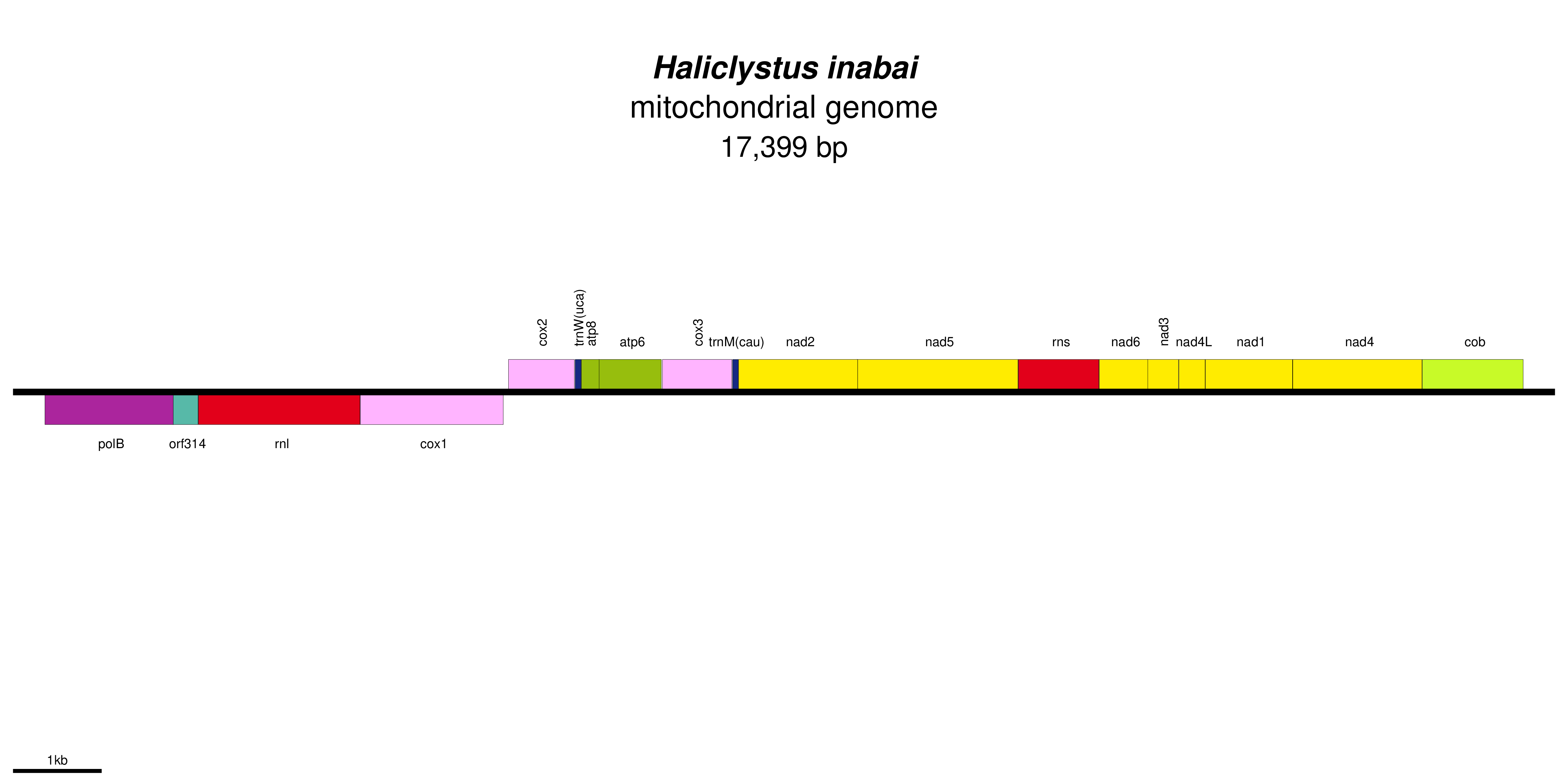 Mitochondrial genome map of Haliclystus inabai