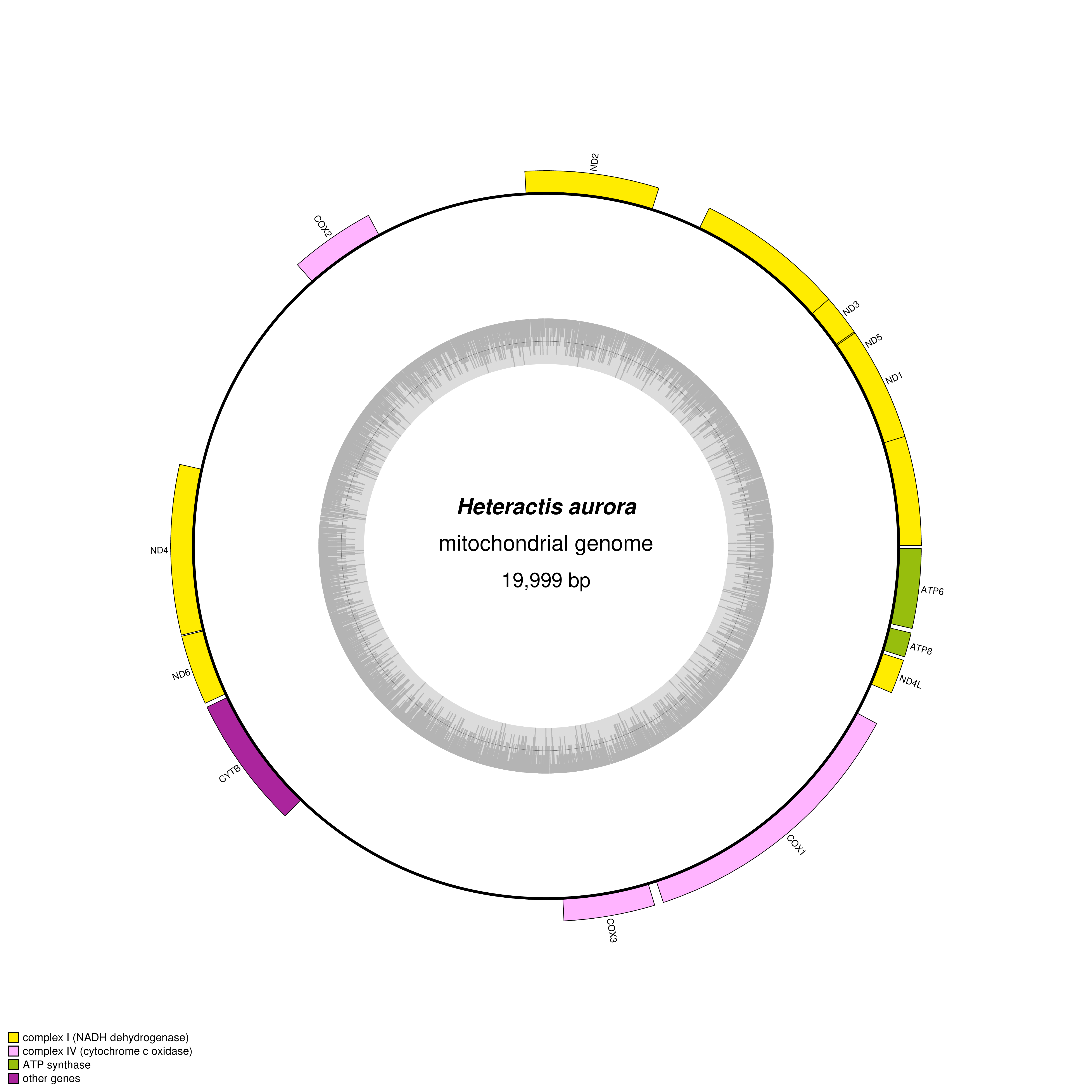 Mitochondrial genome map of Heteractis aurora