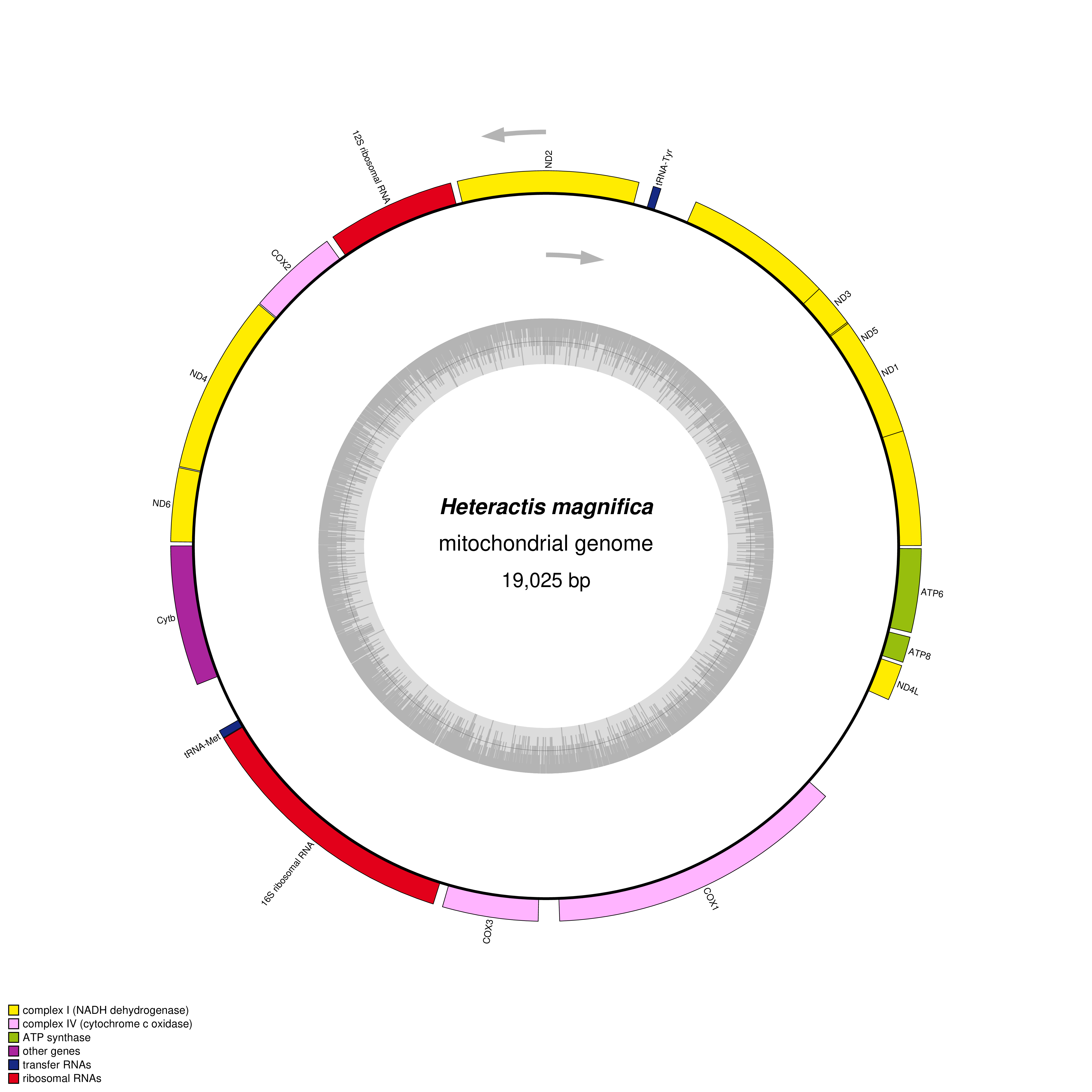 Mitochondrial genome map of Heteractis magnifica