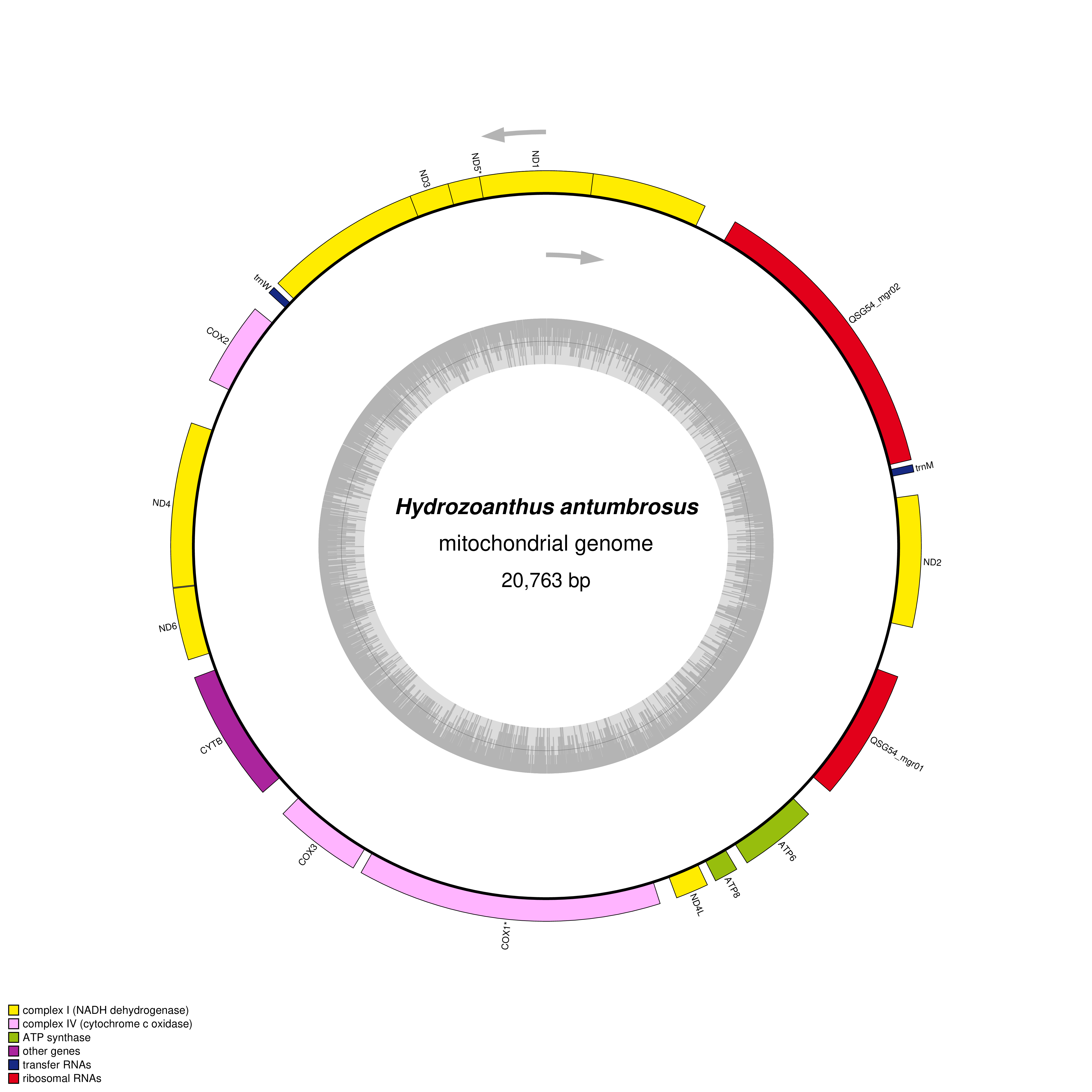 Mitochondrial genome map of Hydrozoanthus antumbrosus