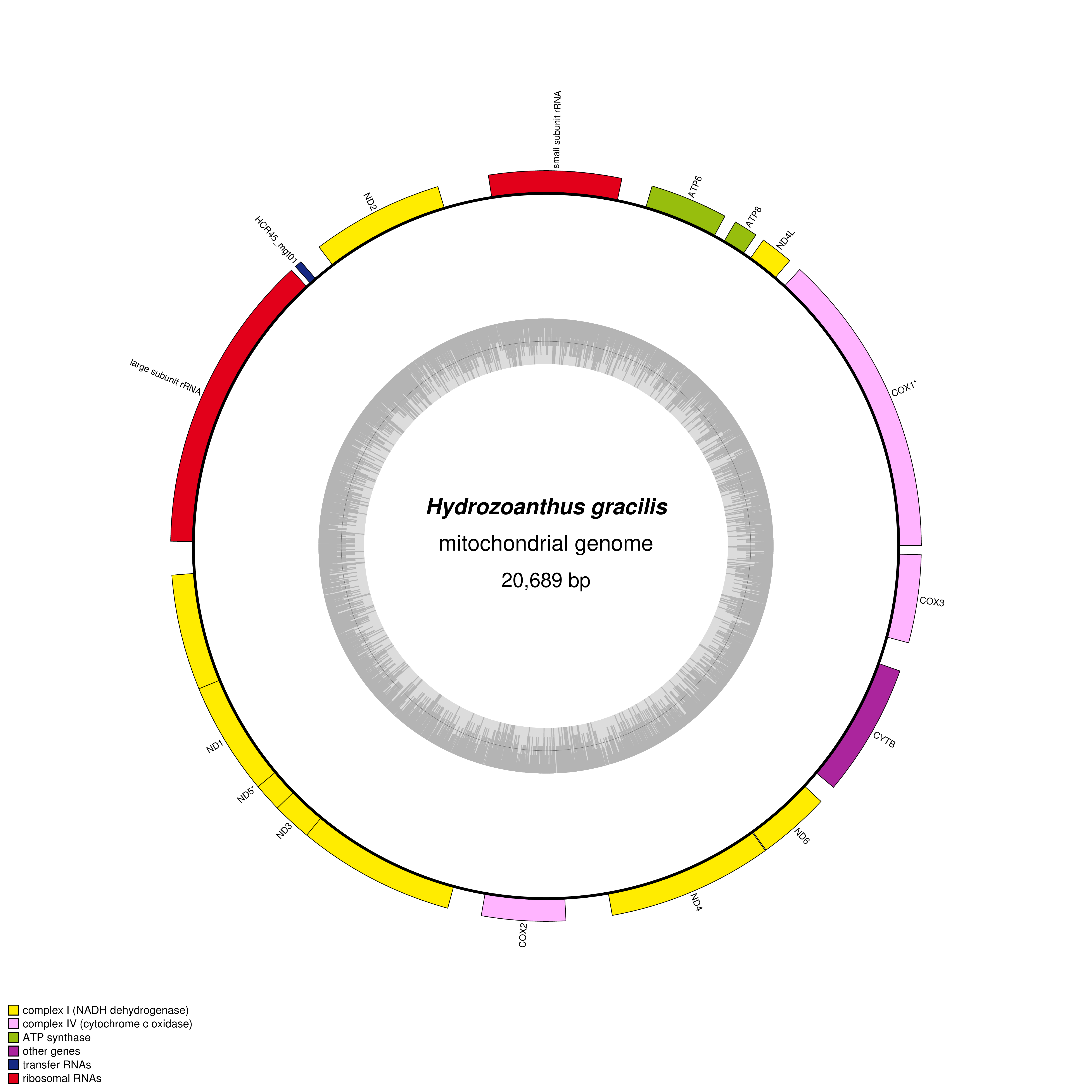 Mitochondrial genome map of Hydrozoanthus gracilis