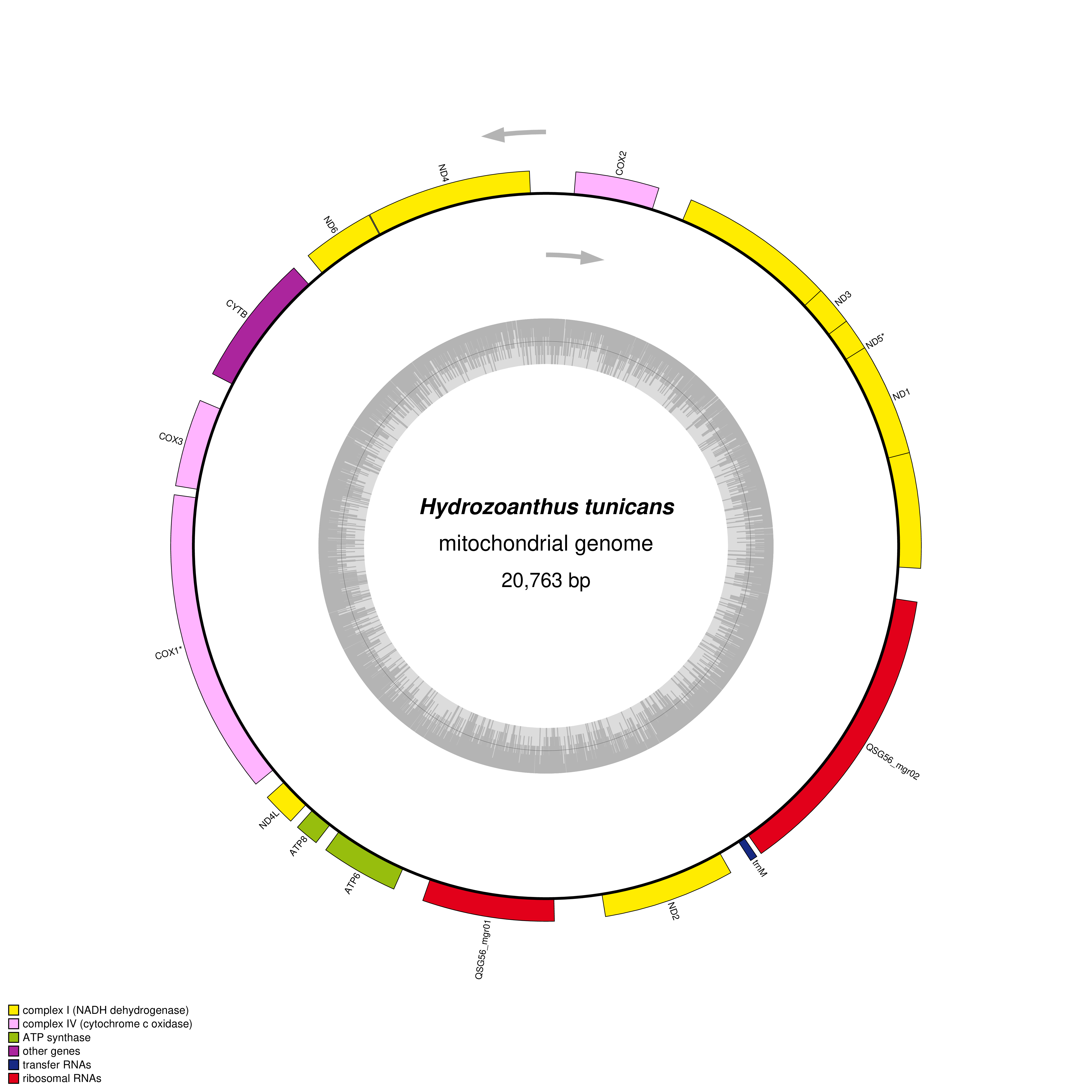 Mitochondrial genome map of Hydrozoanthus tunicans