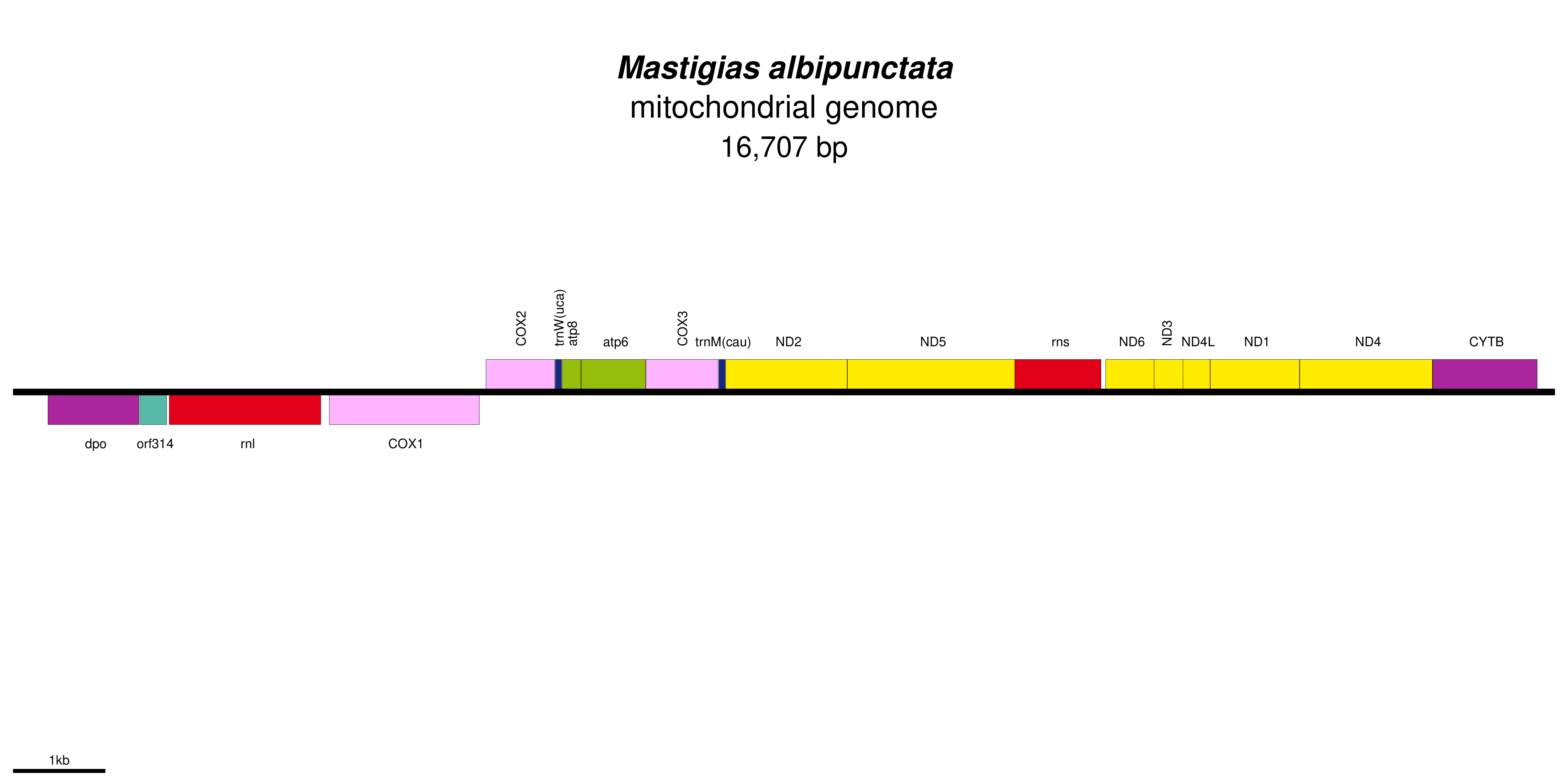 Mitochondrial genome map of Mastigias albipunctata