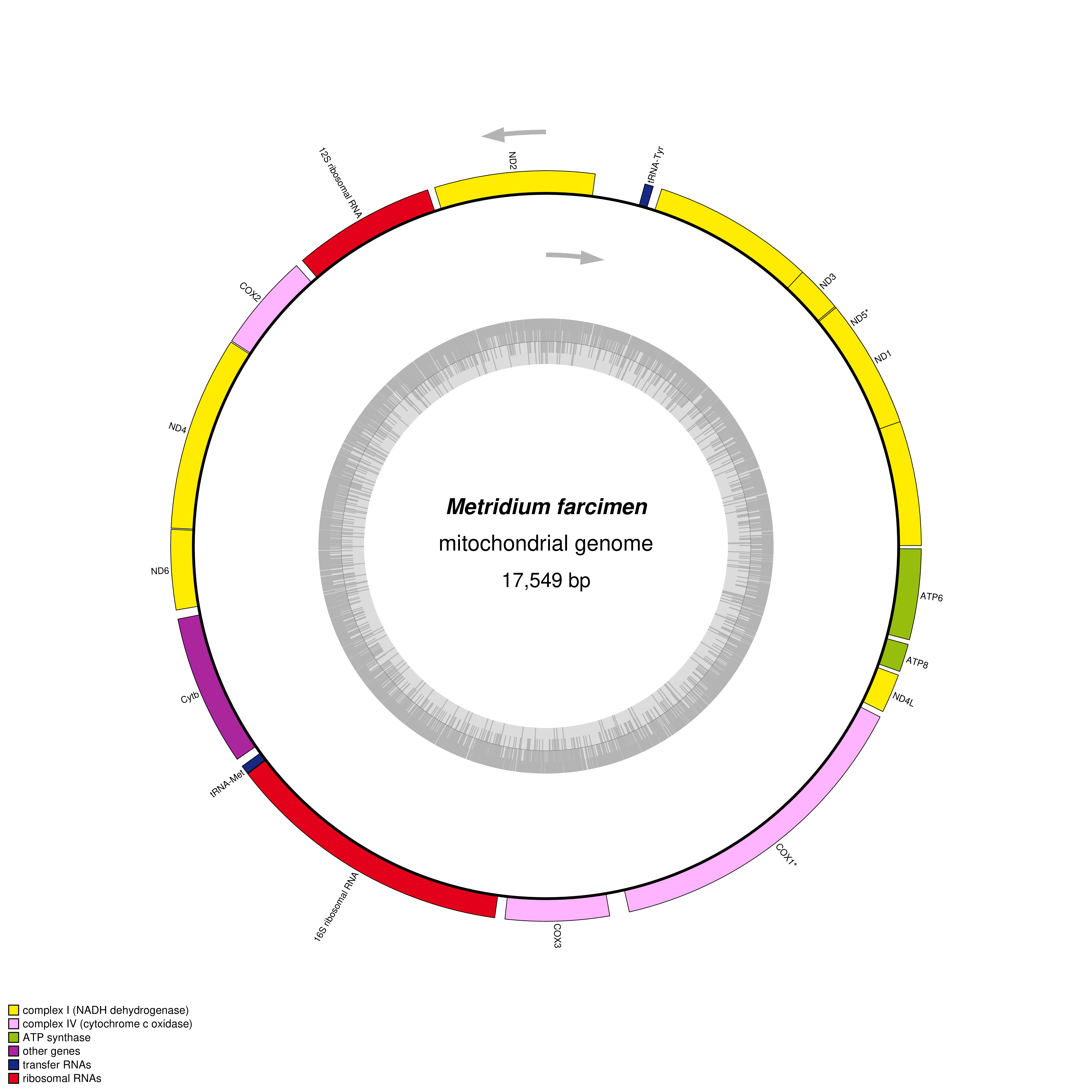 Mitochondrial genome map of Metridium farcimen