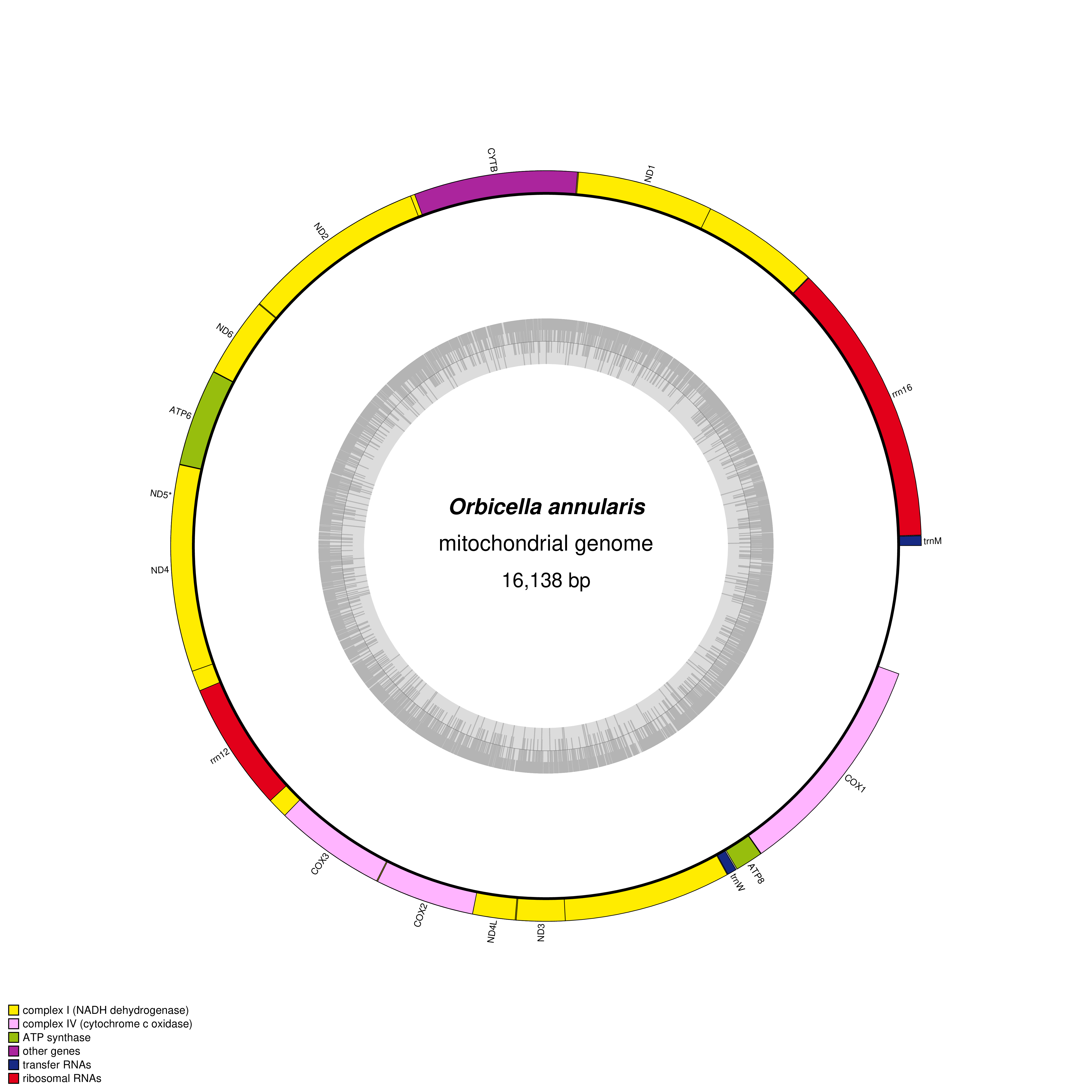 Mitochondrial genome map of Orbicella annularis