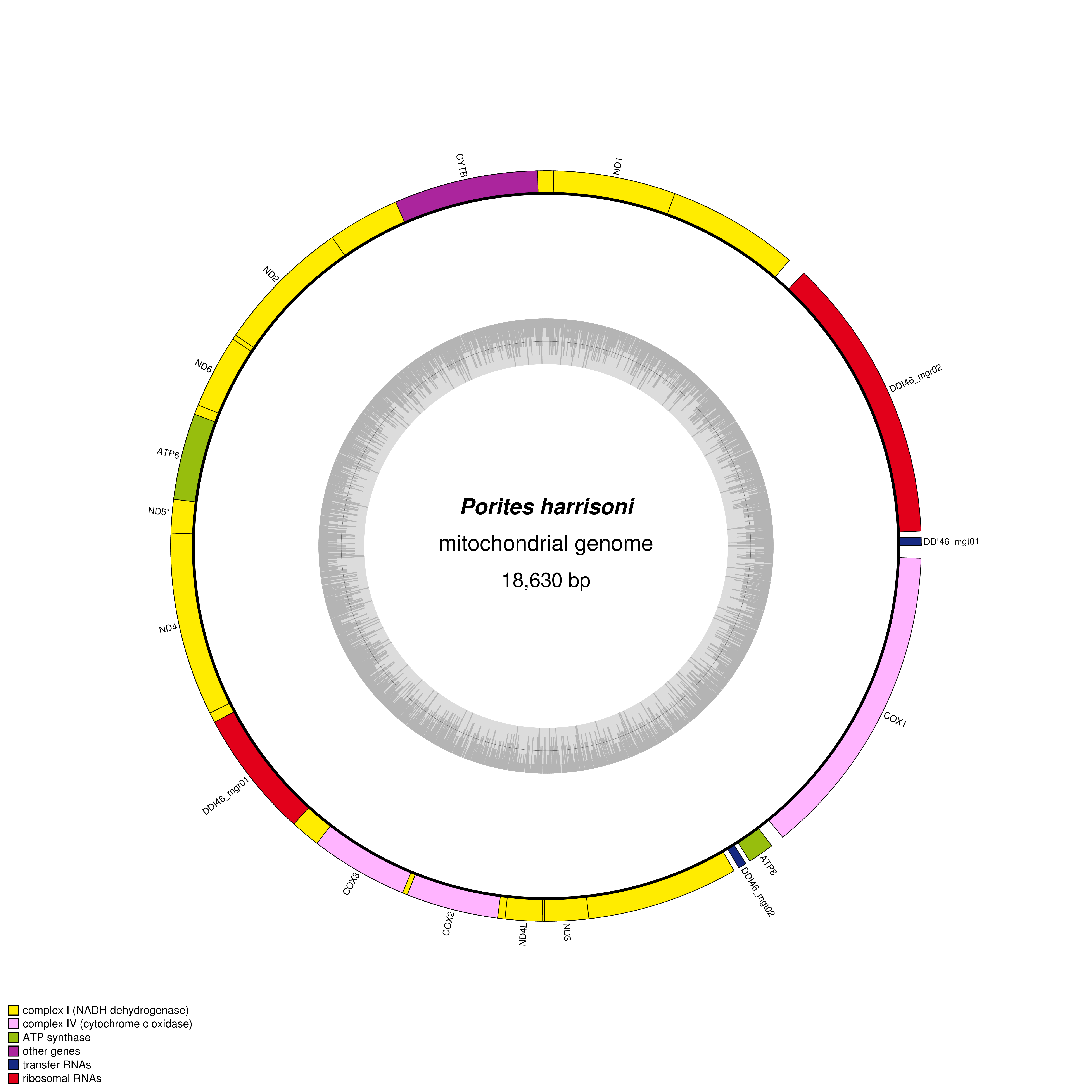 Mitochondrial genome map of Porites harrisoni