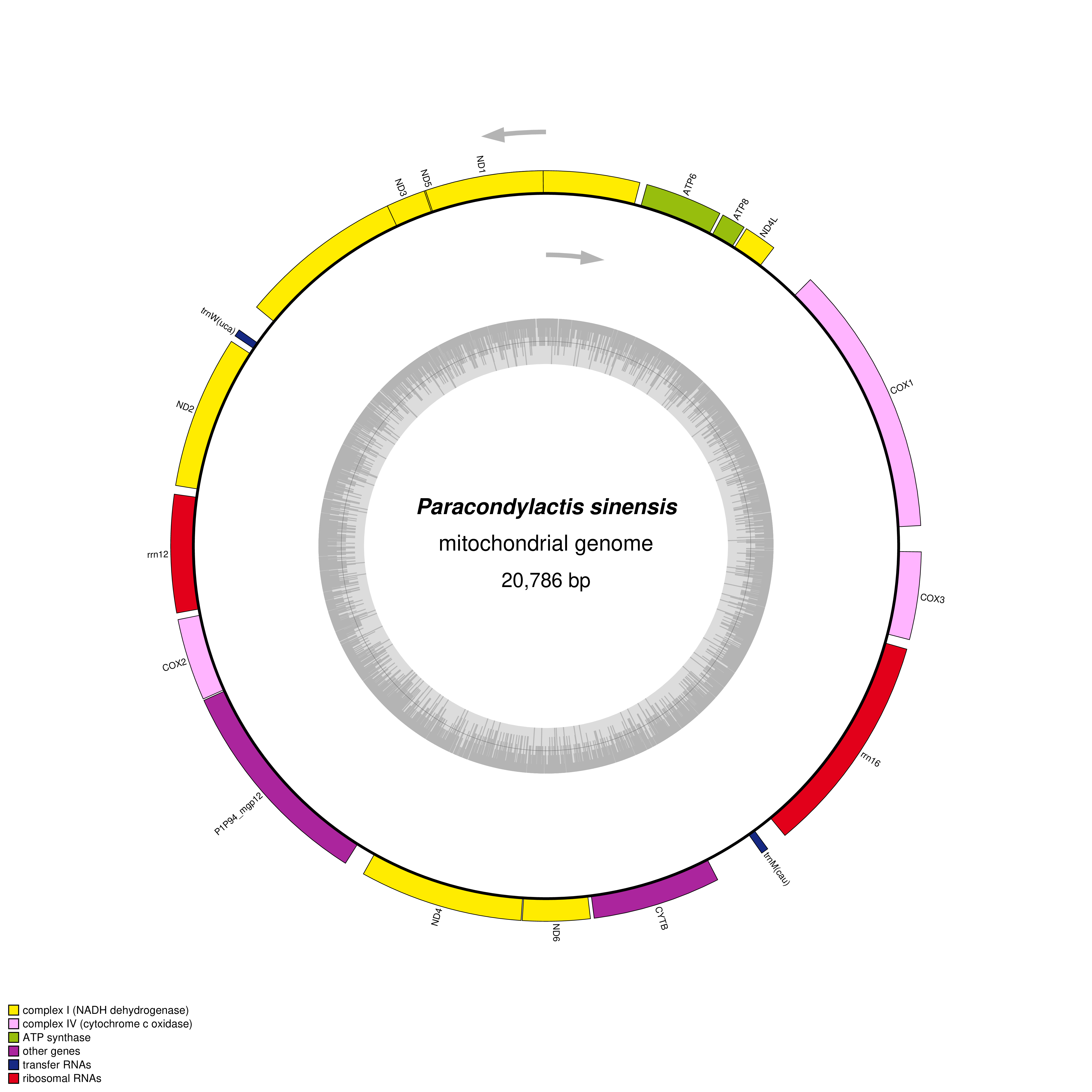 Mitochondrial genome map of Paracondylactis sinensis