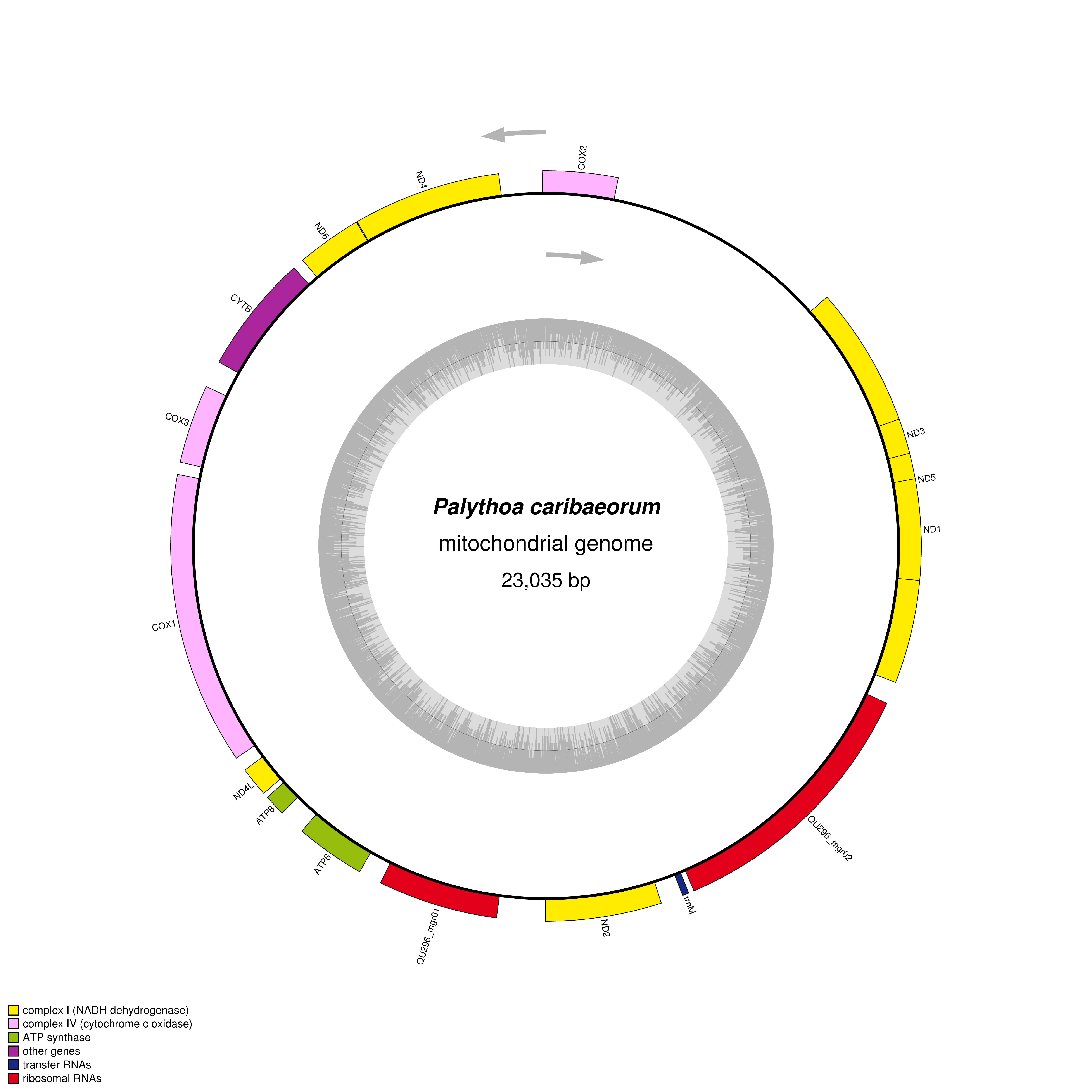 Mitochondrial genome map of Palythoa caribaeorum