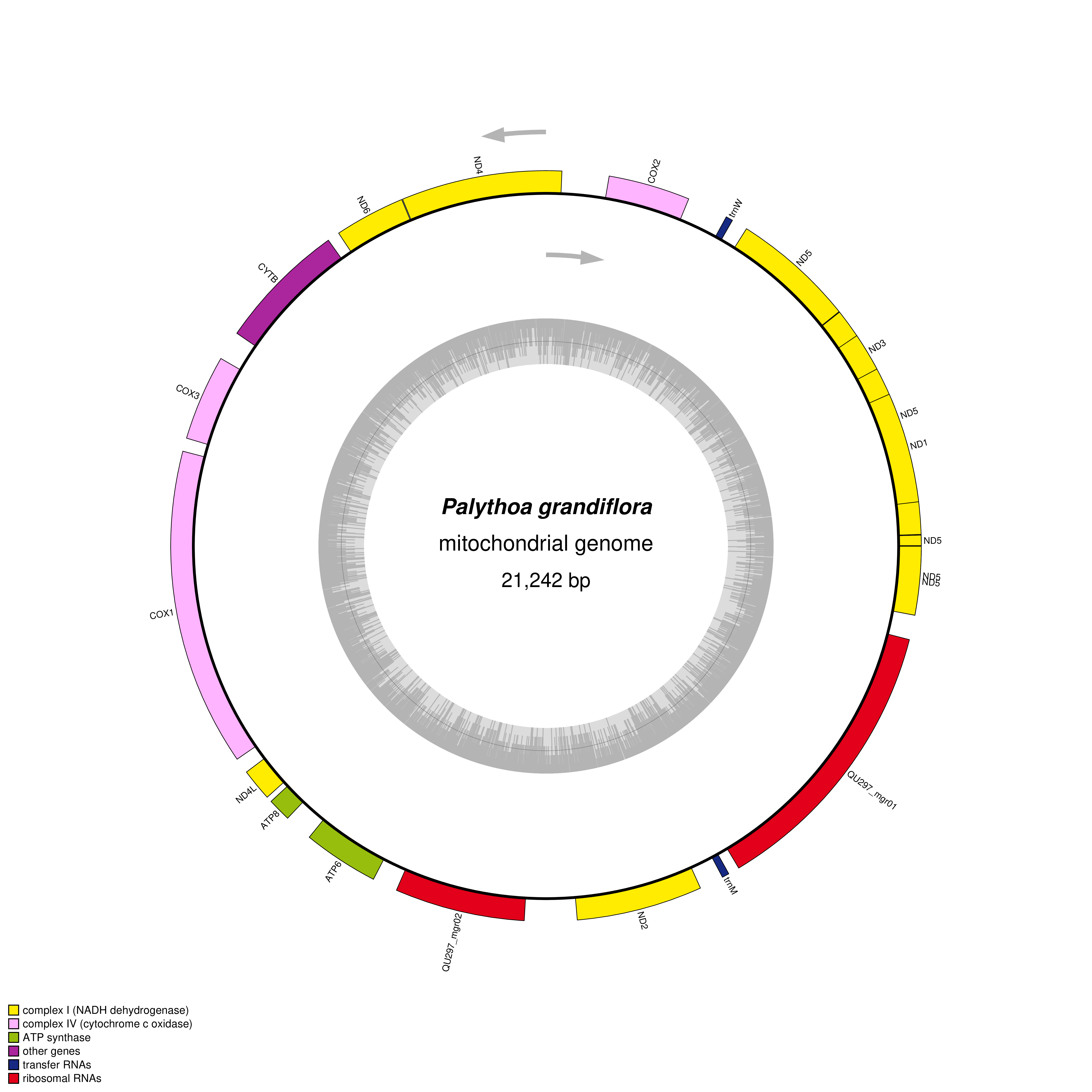 Mitochondrial genome map of Palythoa grandiflora