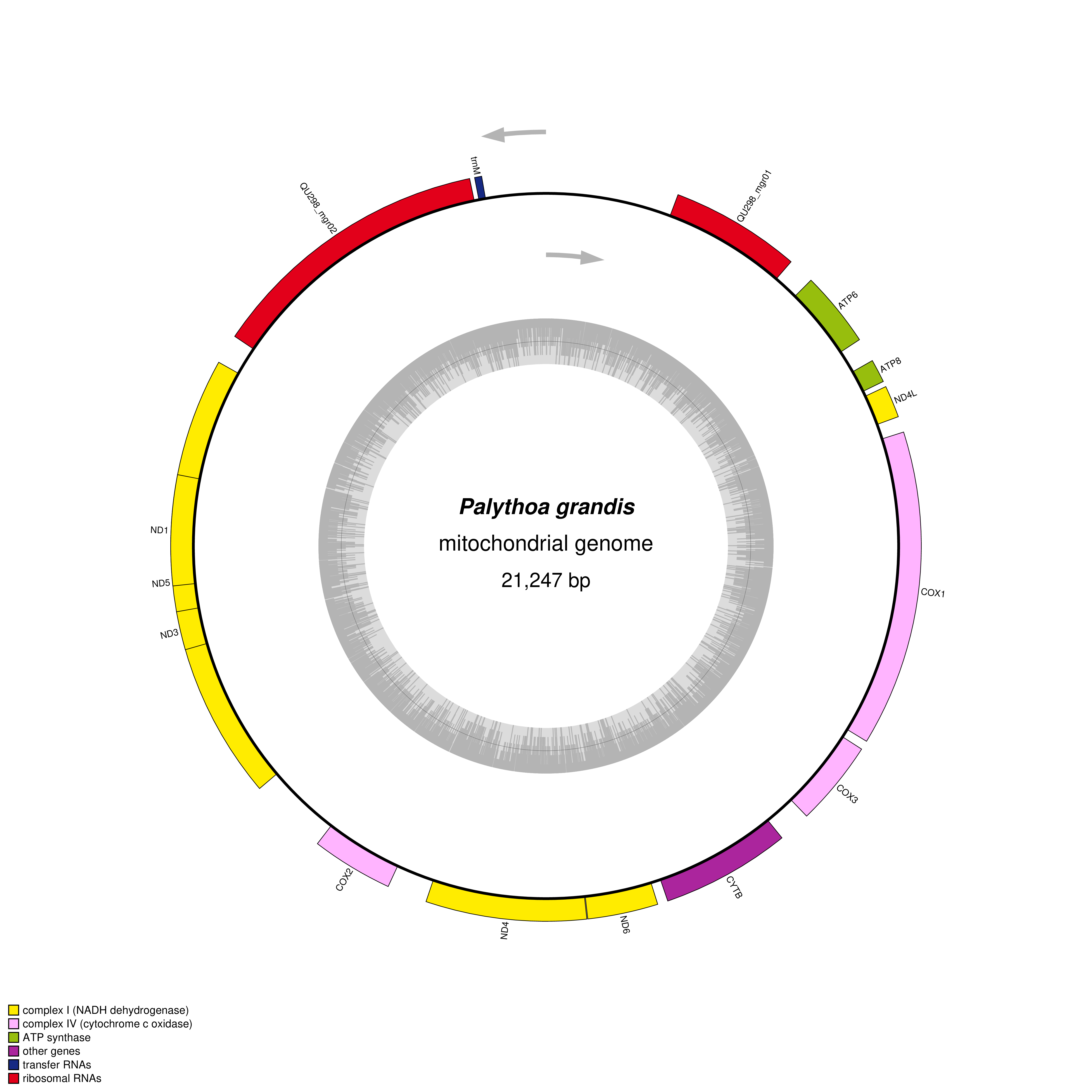 Mitochondrial genome map of Palythoa grandis