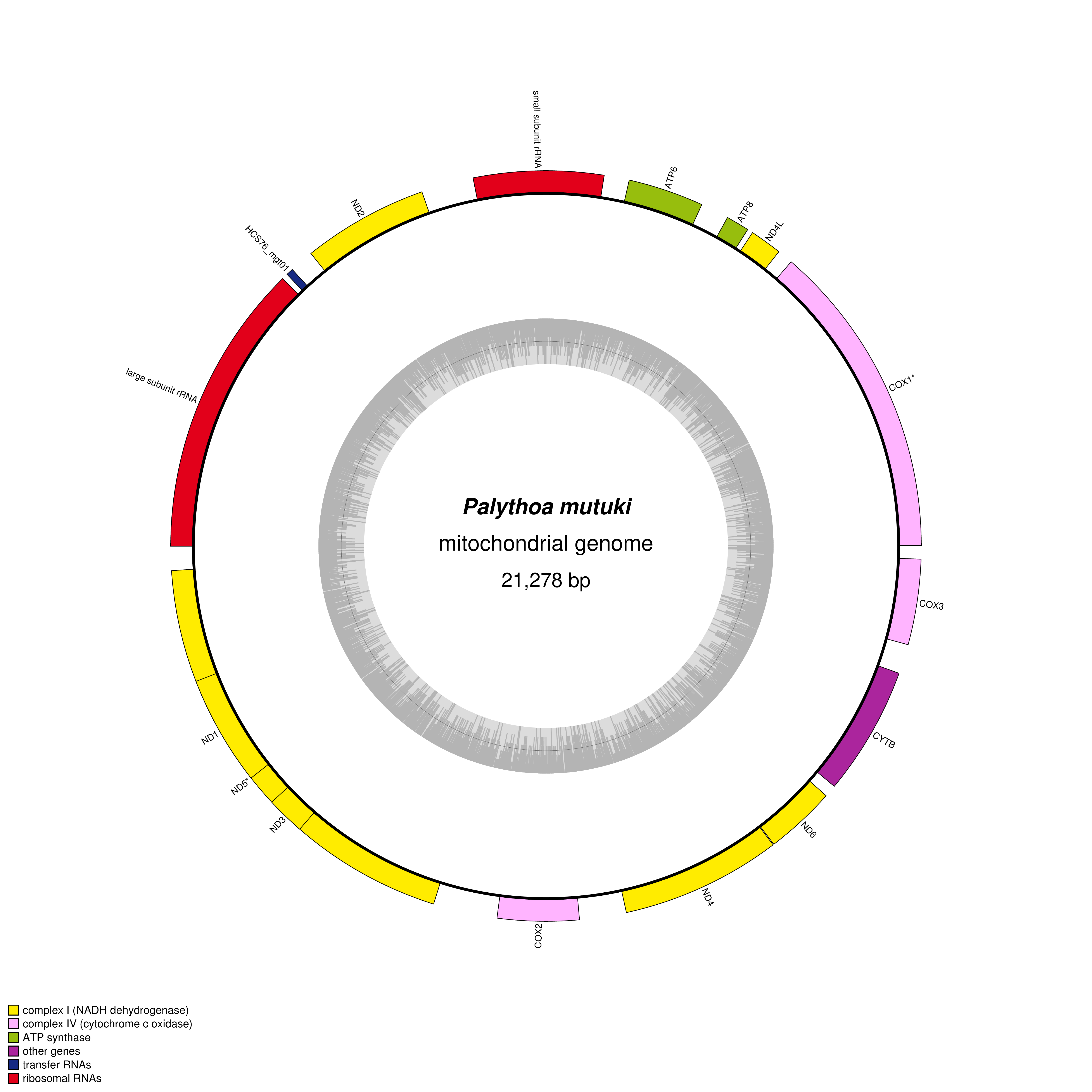 Mitochondrial genome map of Palythoa mutuki