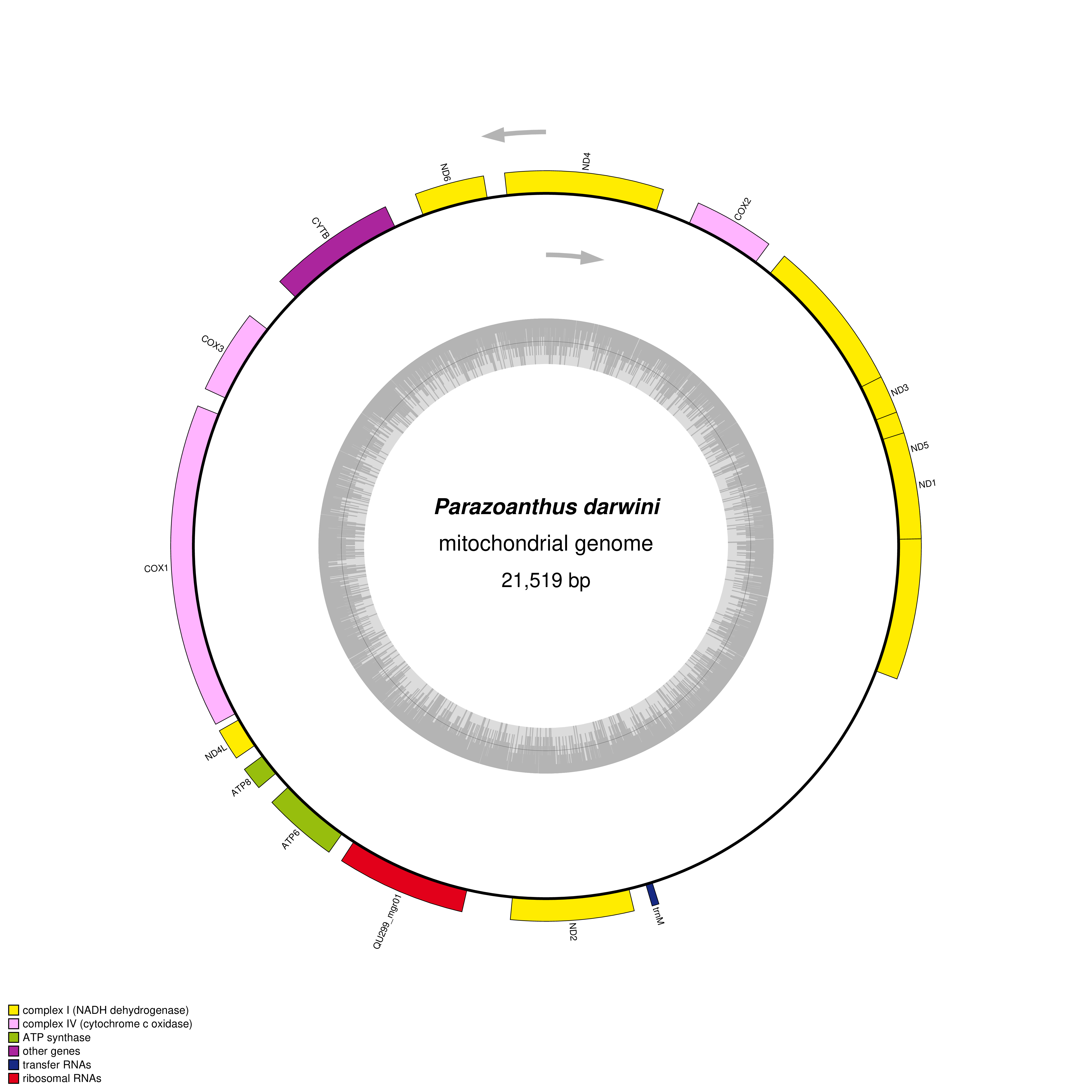 Mitochondrial genome map of Parazoanthus darwini