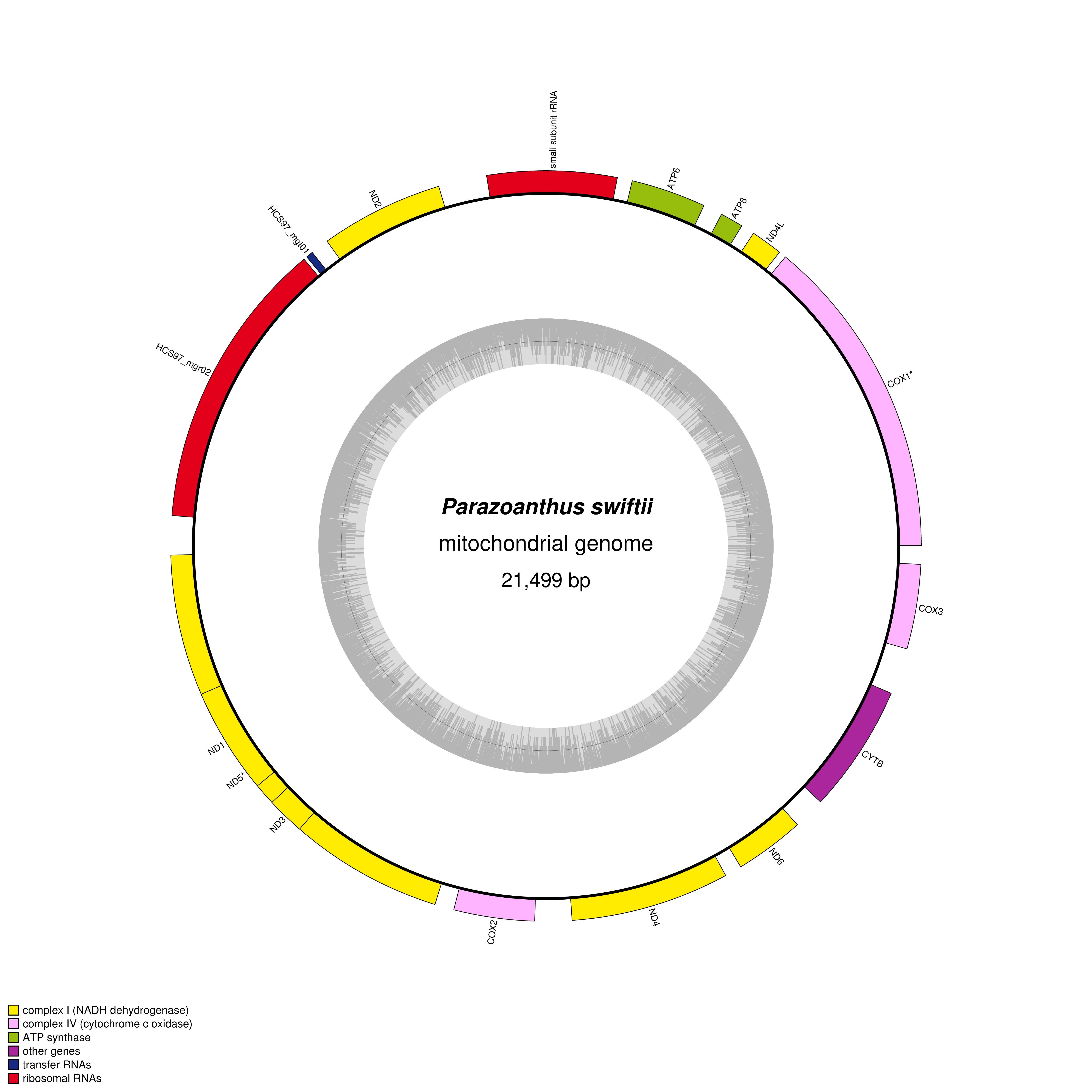 Mitochondrial genome map of Parazoanthus swiftii