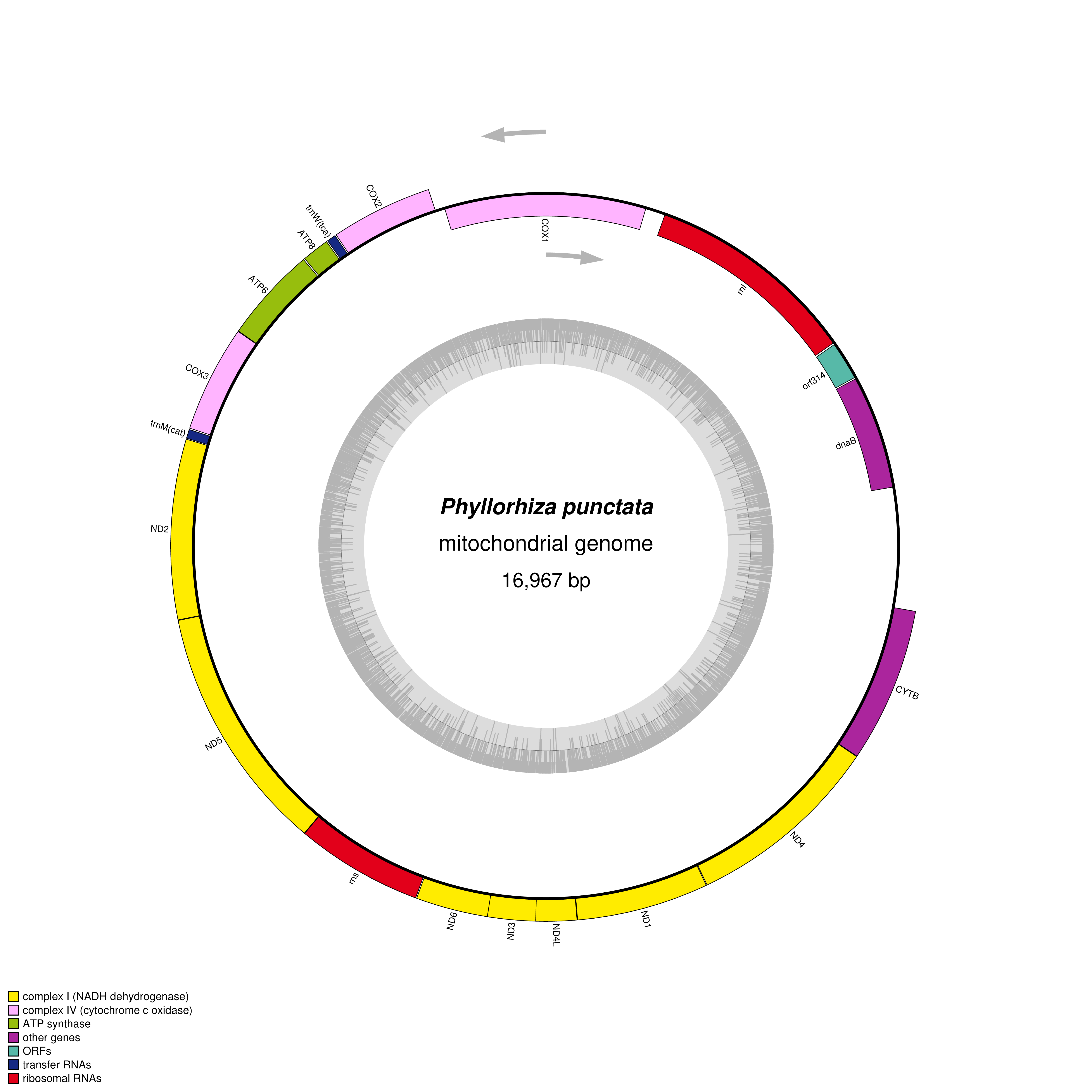 Mitochondrial genome map of Phyllorhiza punctata