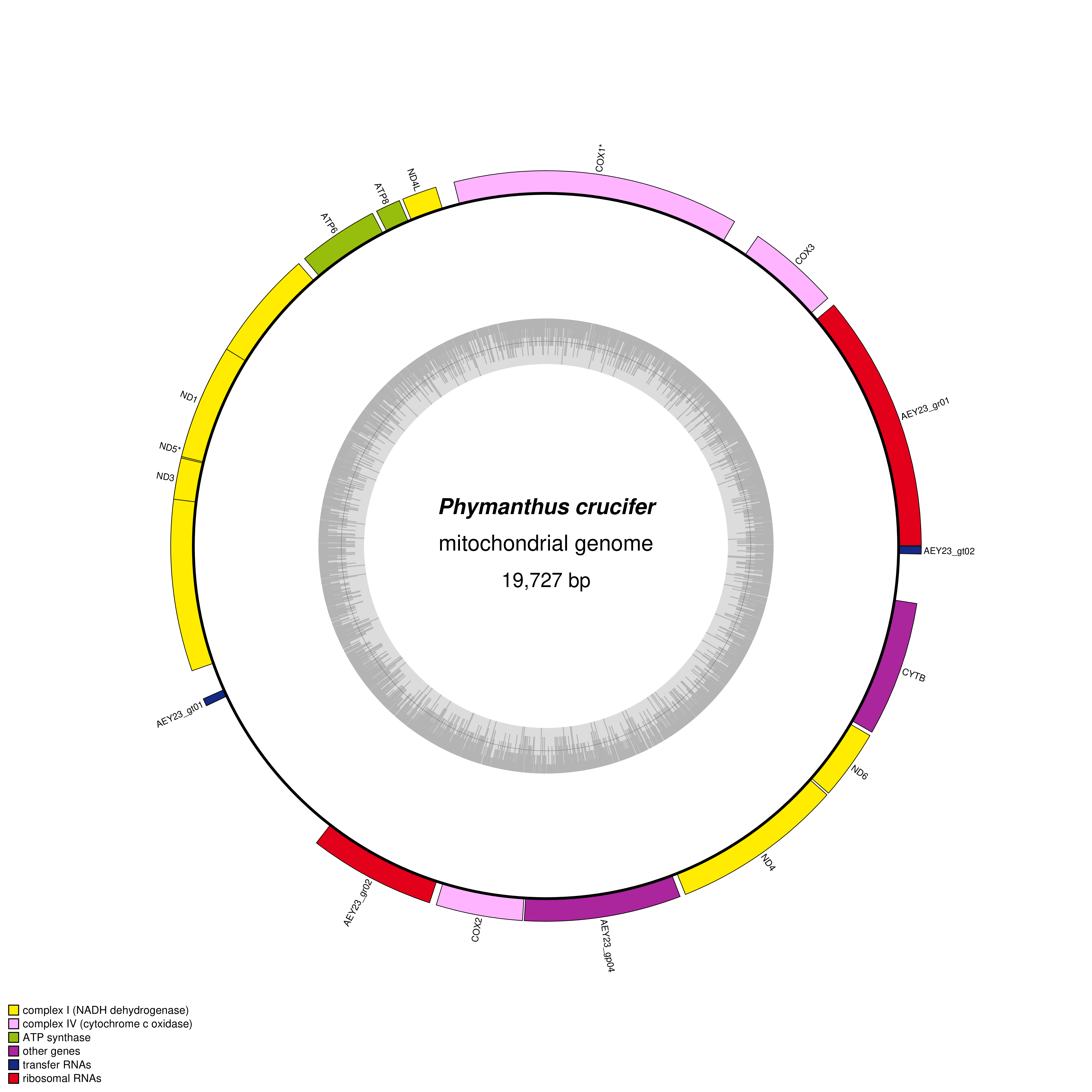 Mitochondrial genome map of Phymanthus crucifer