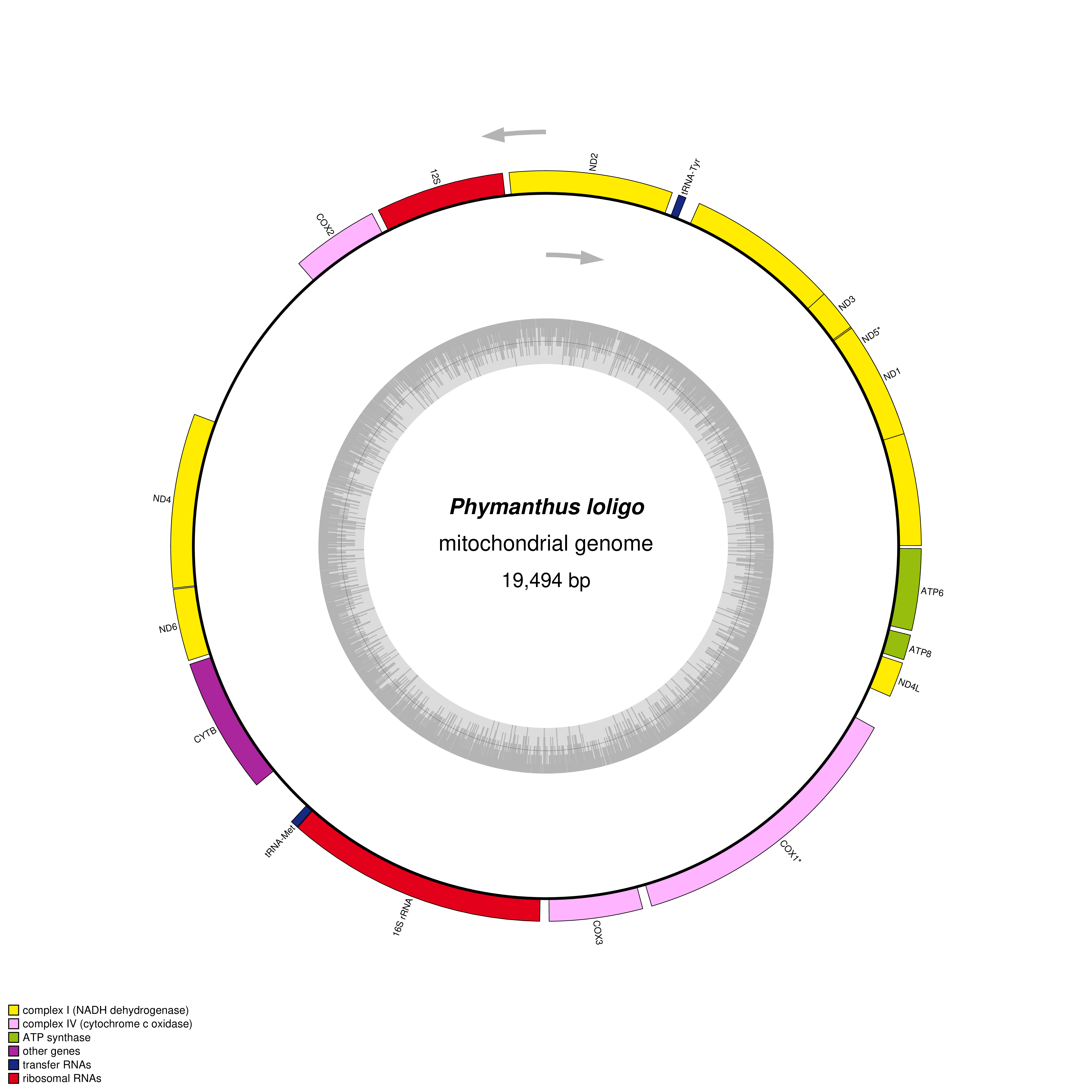 Mitochondrial genome map of Phymanthus loligo