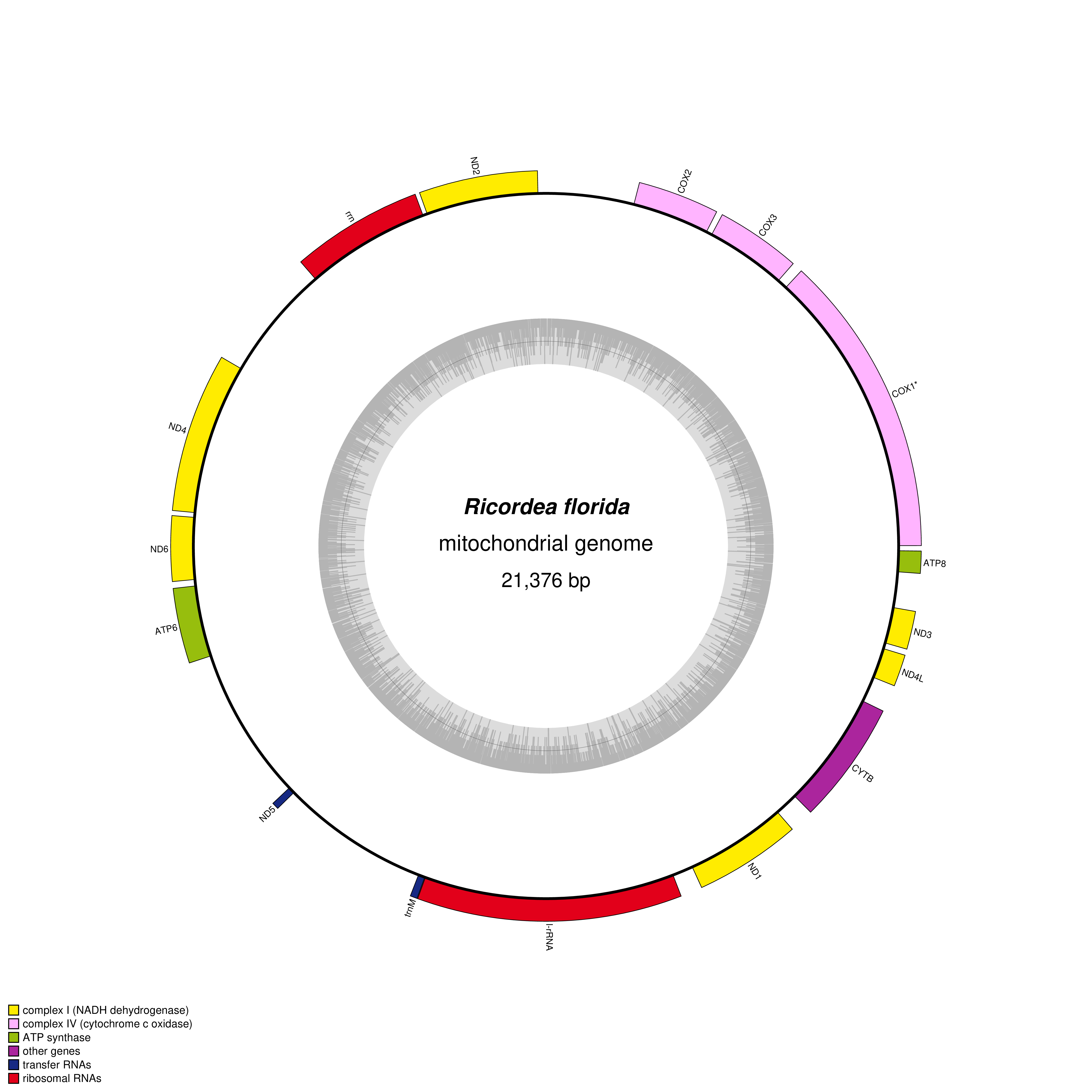 Mitochondrial genome map of Ricordea florida
