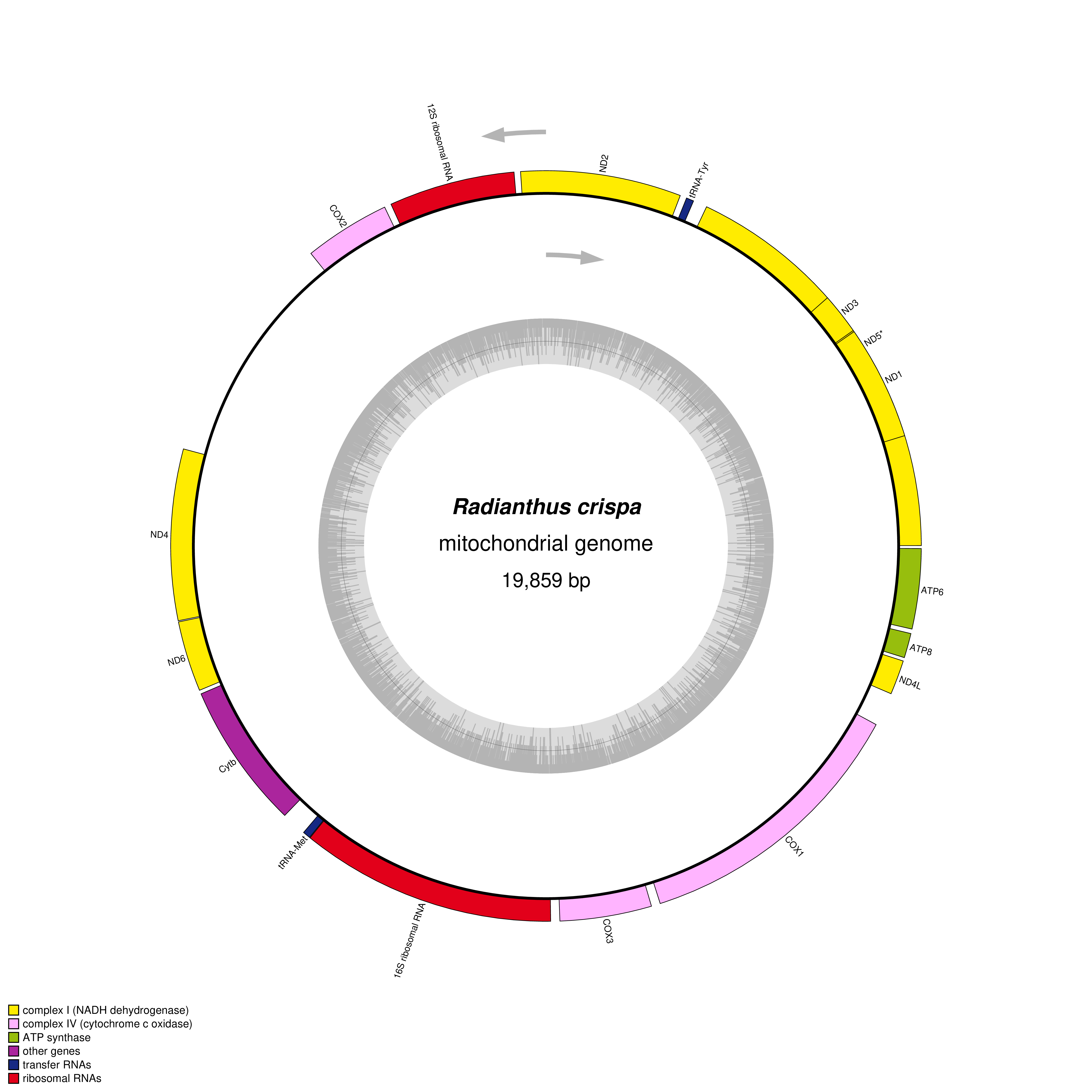 Mitochondrial genome map of Radianthus crispa