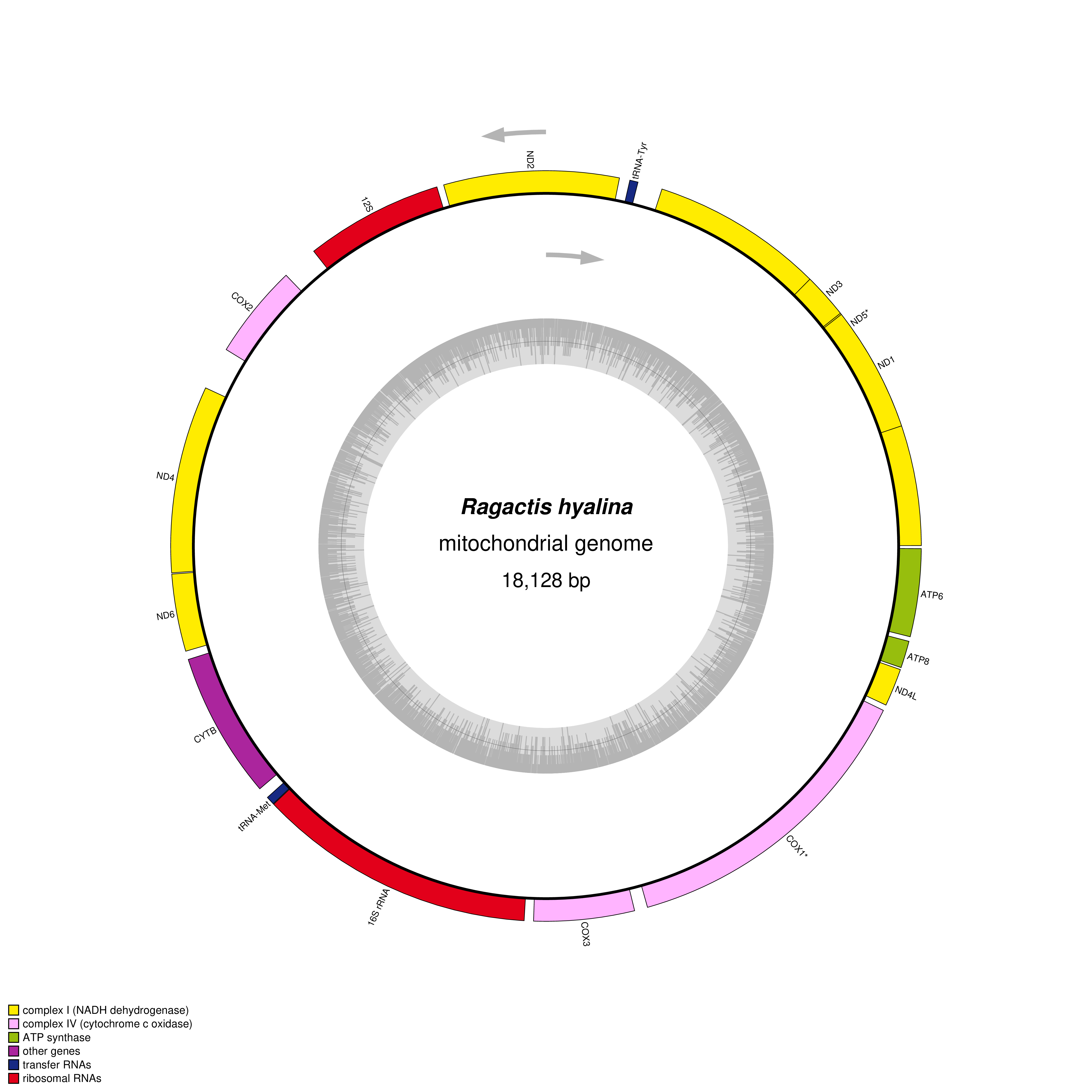 Mitochondrial genome map of Ragactis hyalina