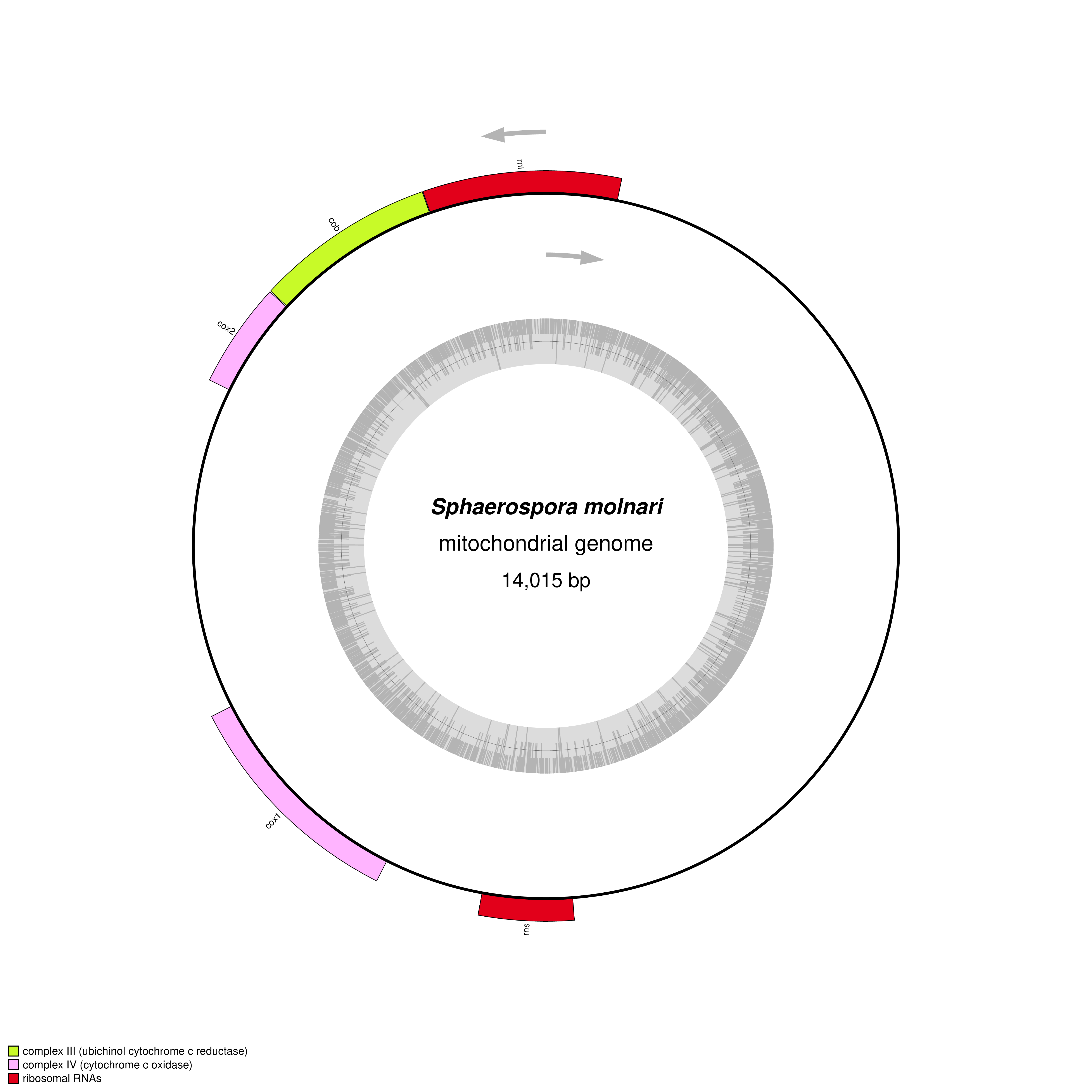 Mitochondrial genome map of Sphaerospora molnari