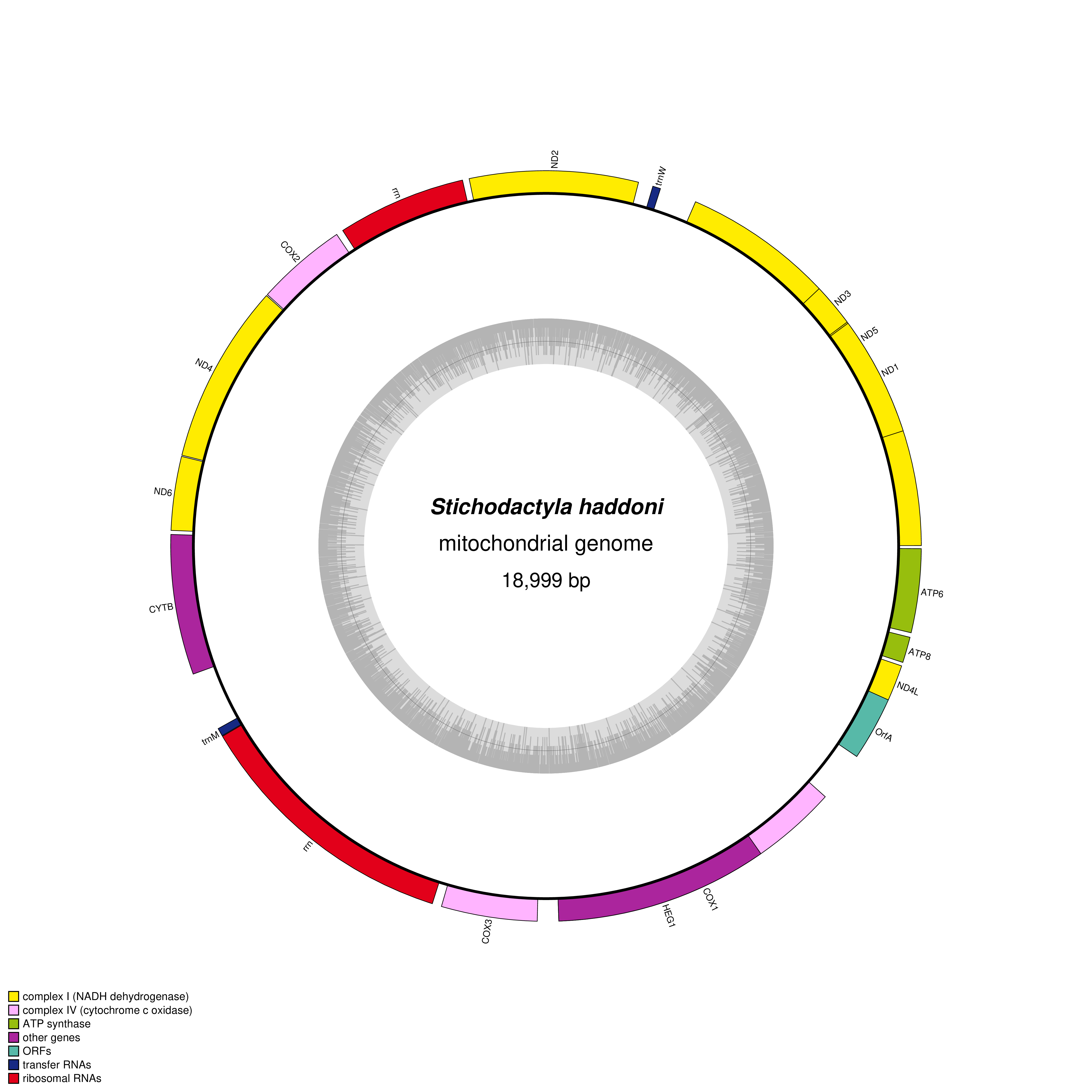 Mitochondrial genome map of Stichodactyla haddoni