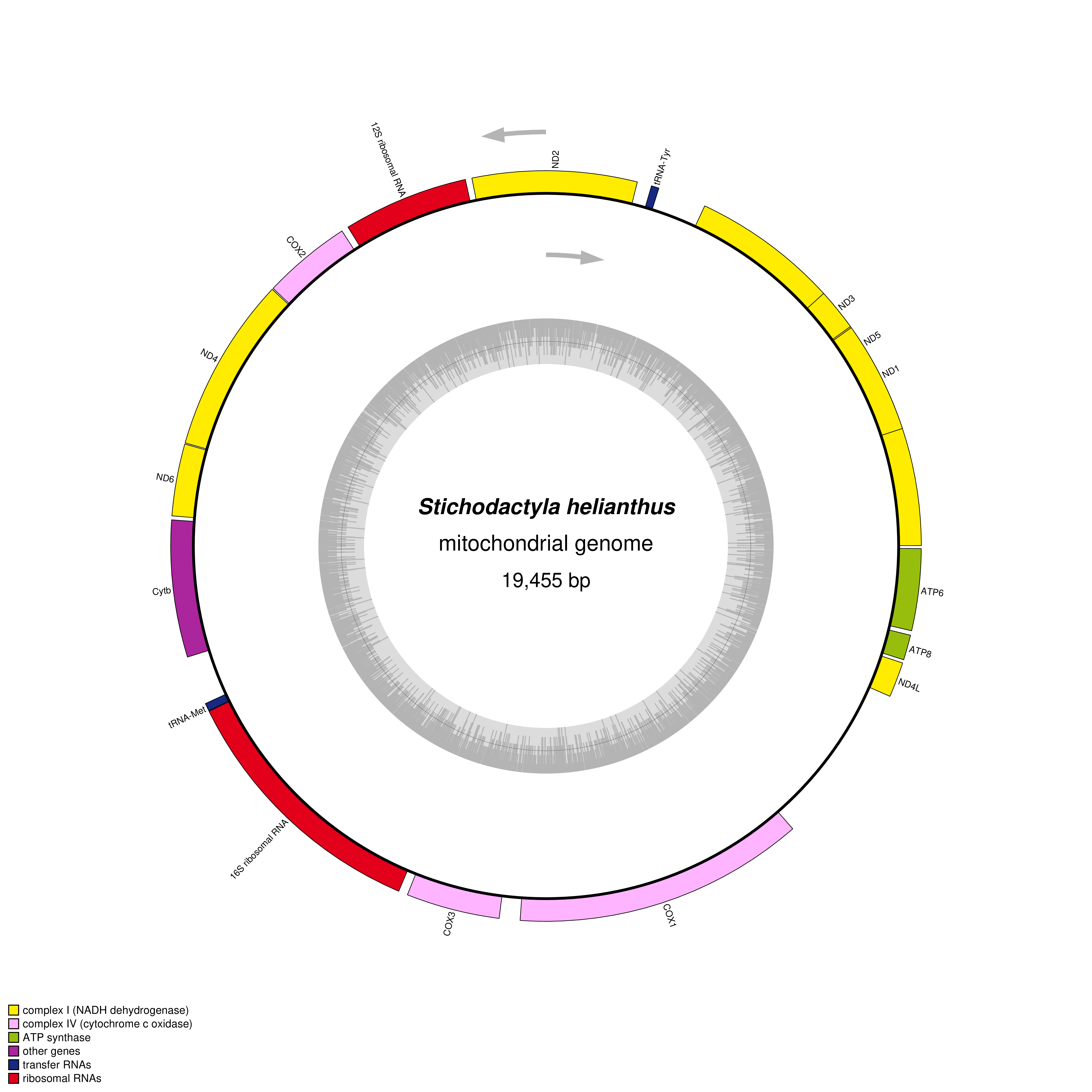 Mitochondrial genome map of Stichodactyla helianthus