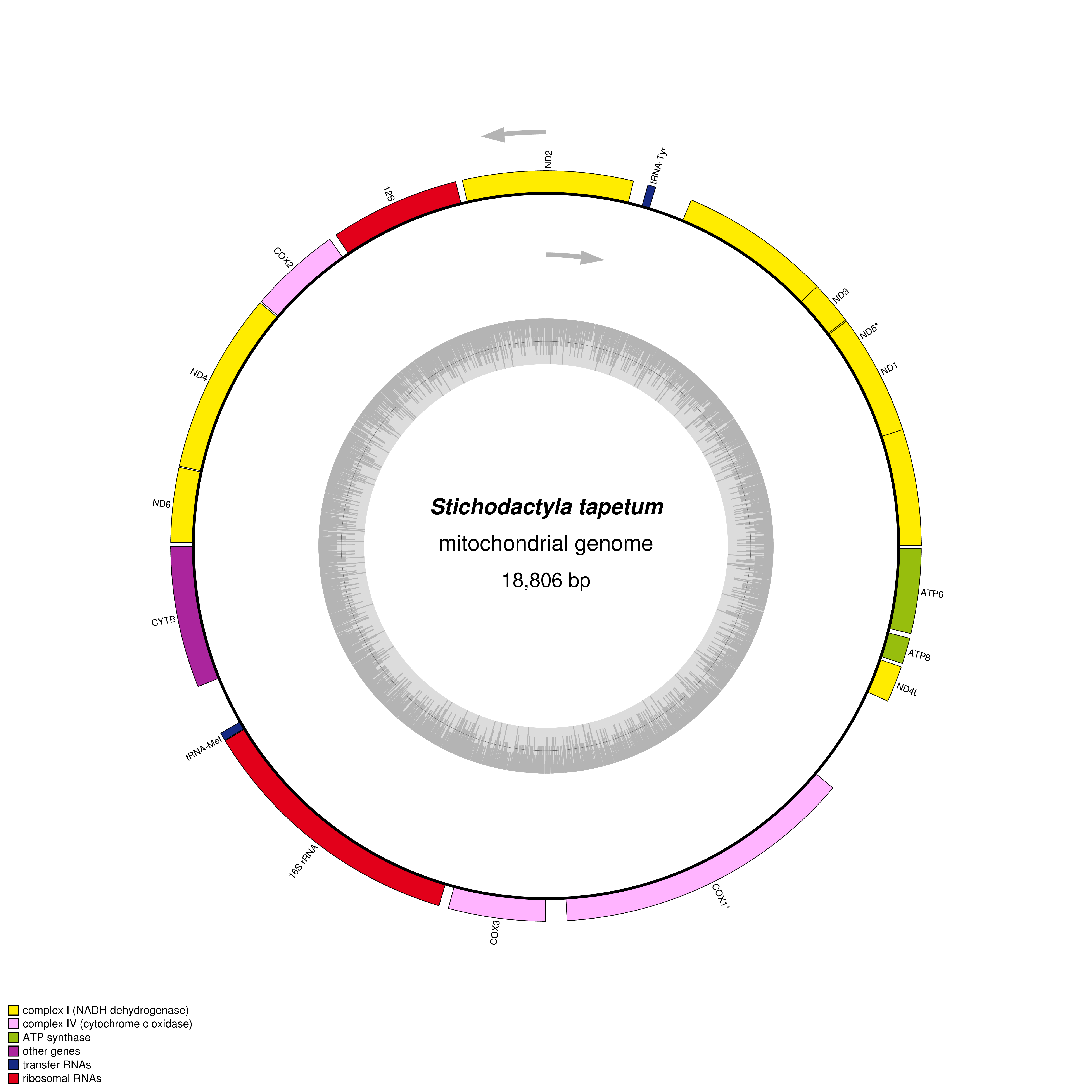 Mitochondrial genome map of Stichodactyla tapetum