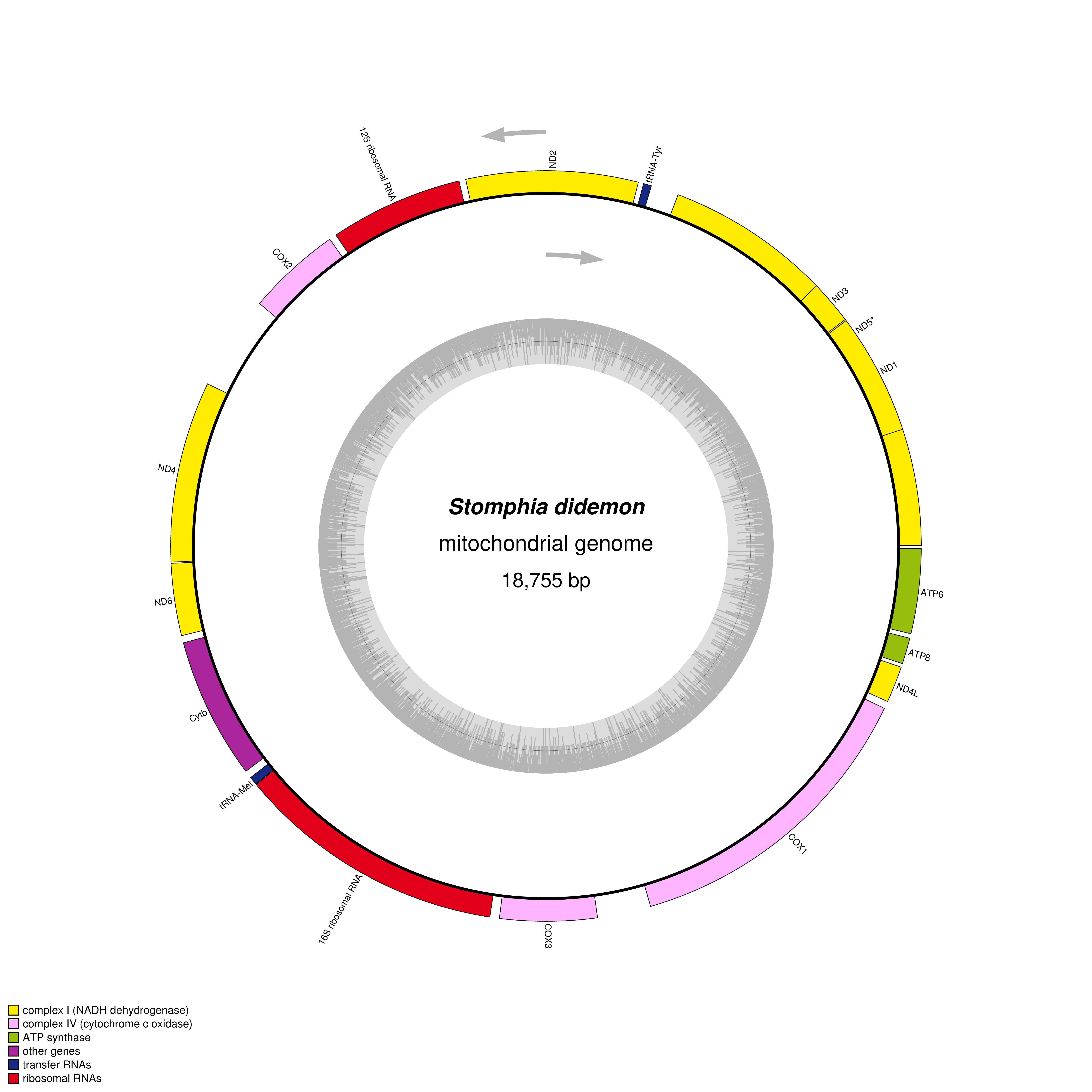 Mitochondrial genome map of Stomphia didemon