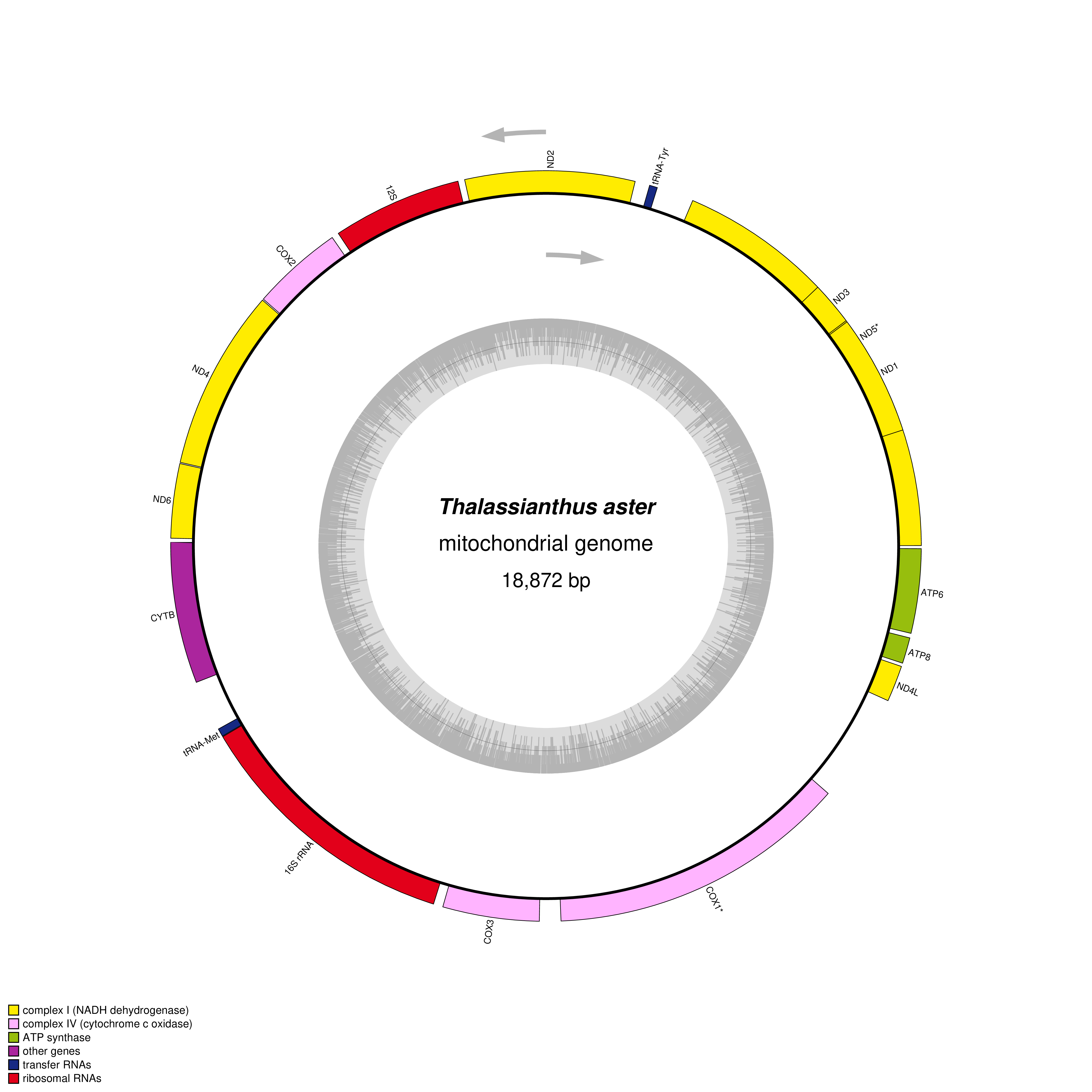 Mitochondrial genome map of Thalassianthus aster