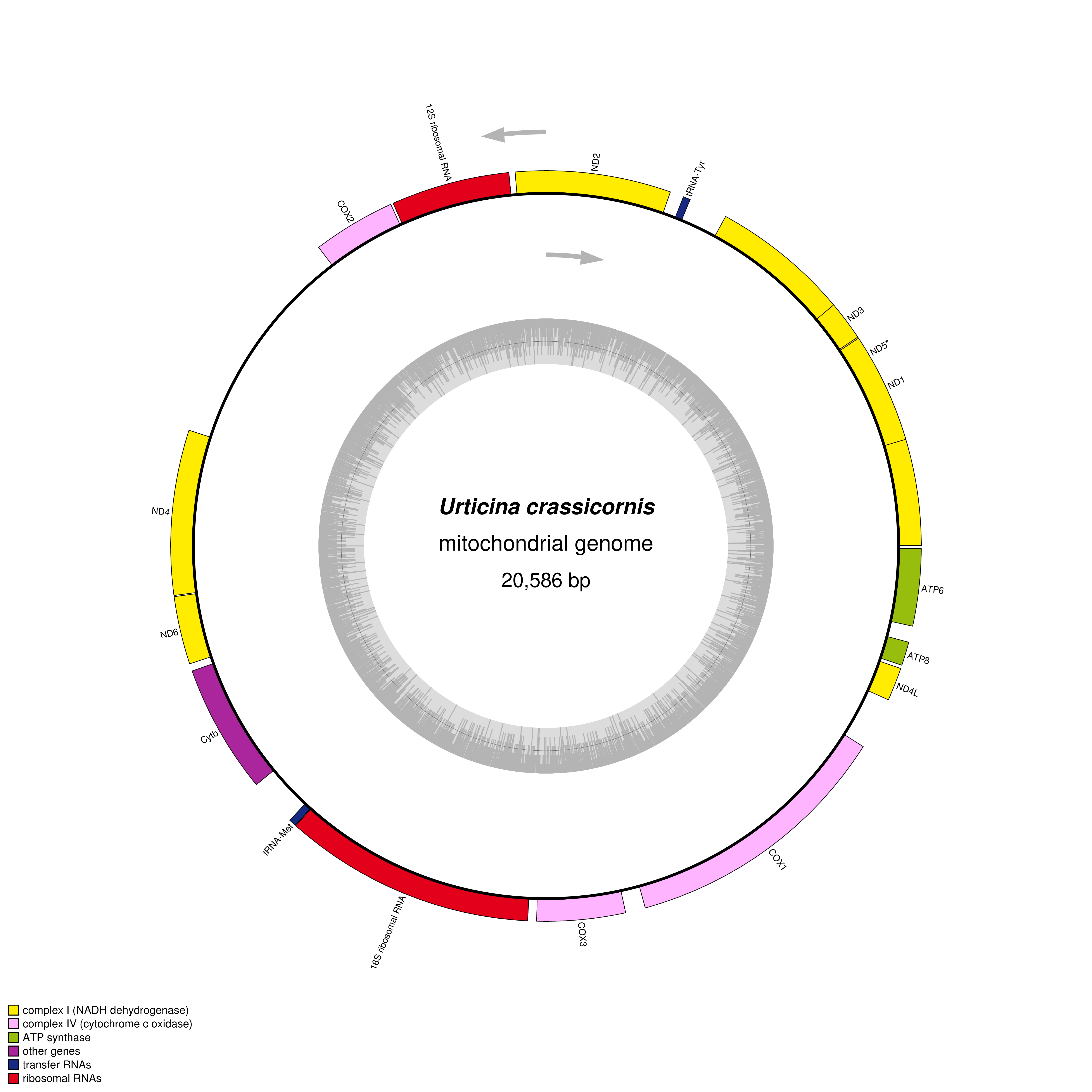 Mitochondrial genome map of Urticina crassicornis