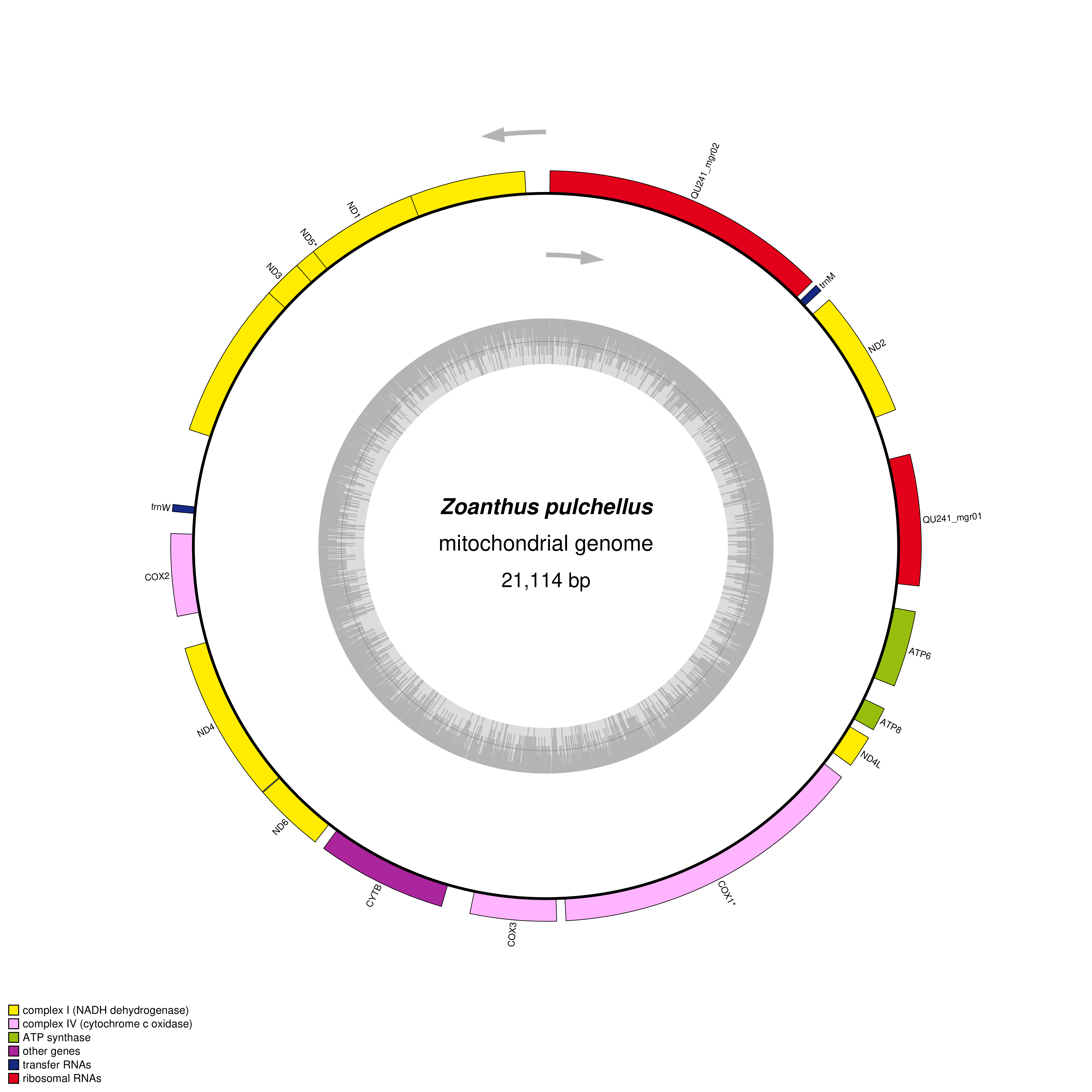 Mitochondrial genome map of Zoanthus pulchellus