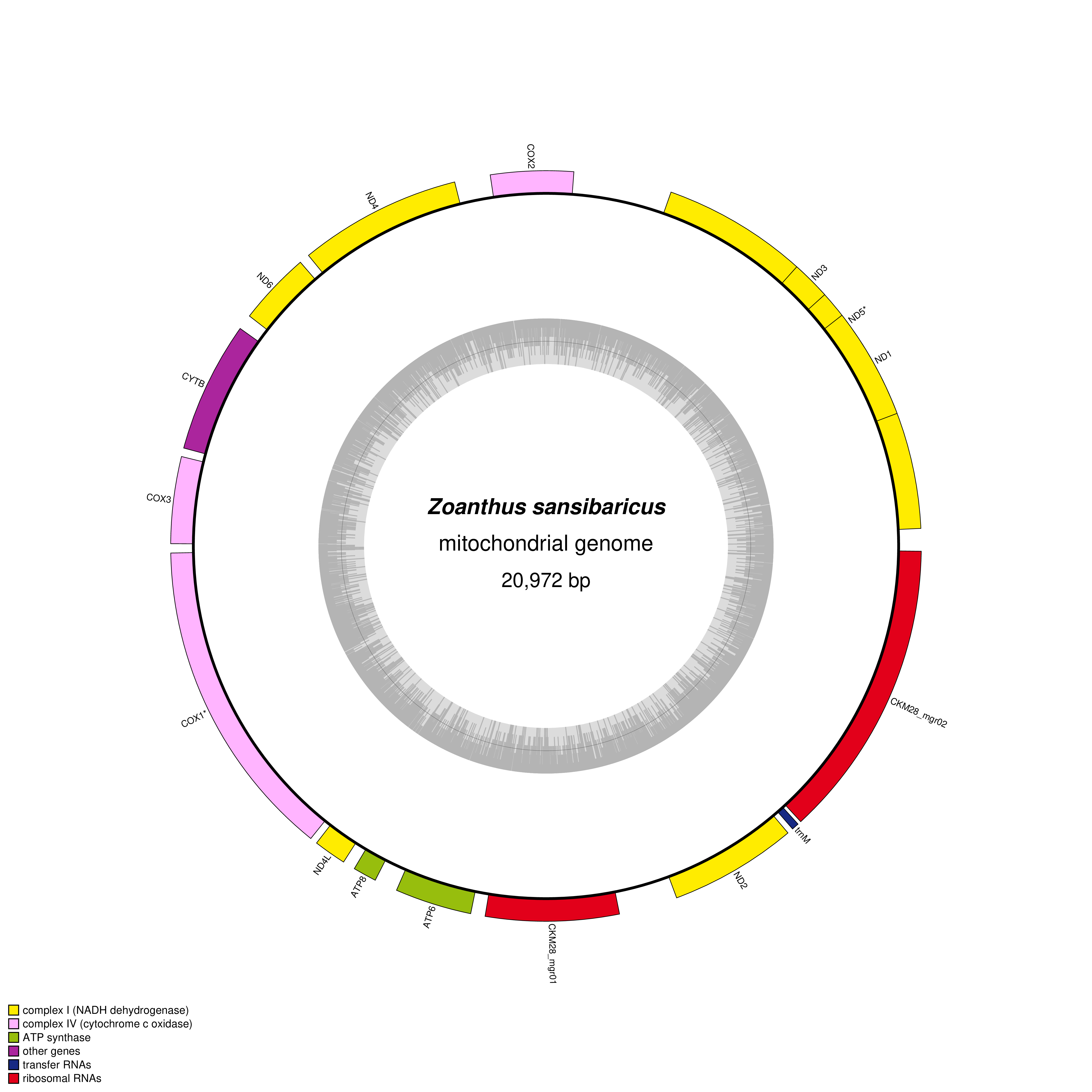 Mitochondrial genome map of Zoanthus sansibaricus