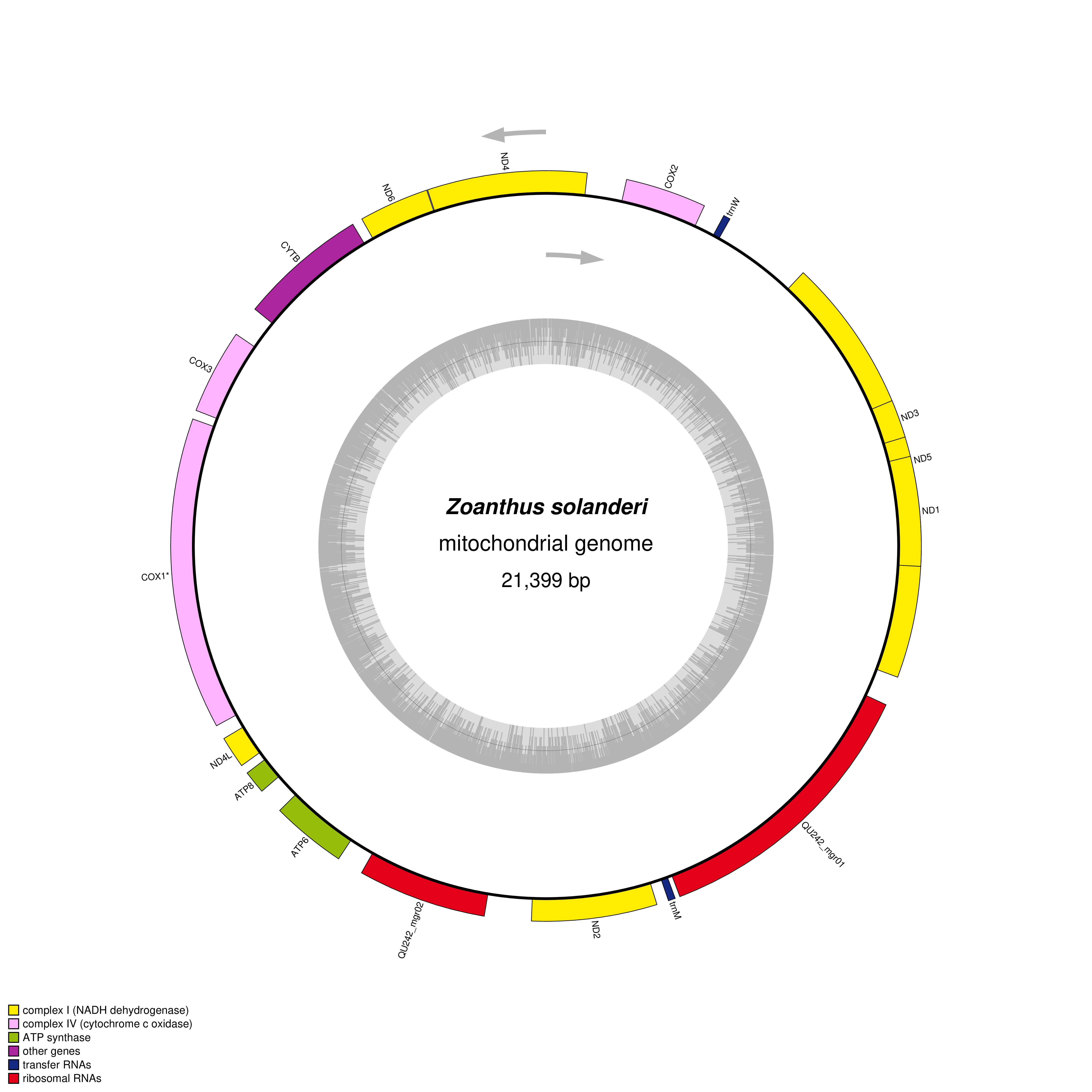 Mitochondrial genome map of Zoanthus solanderi