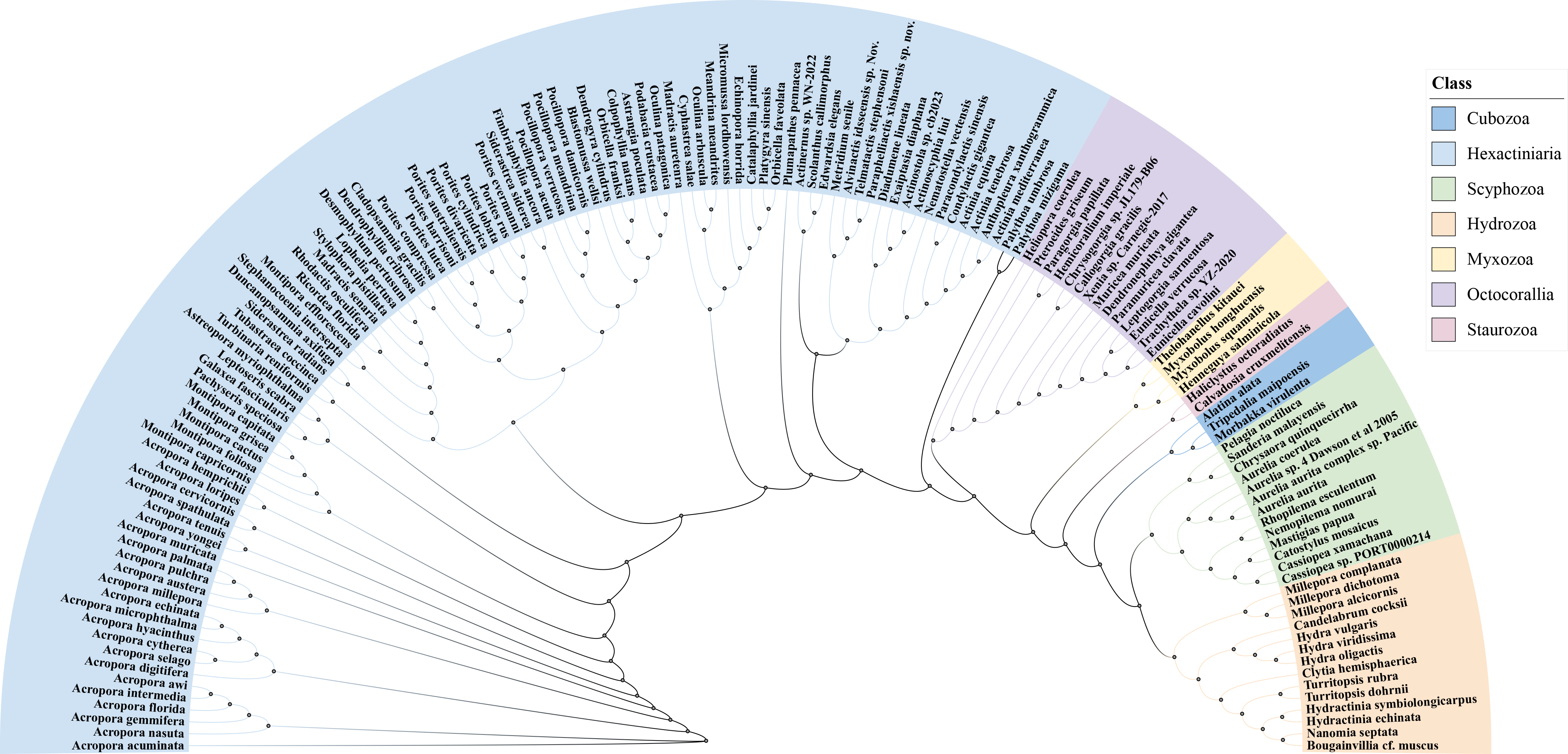 Cnidaria Phylogenetic Tree