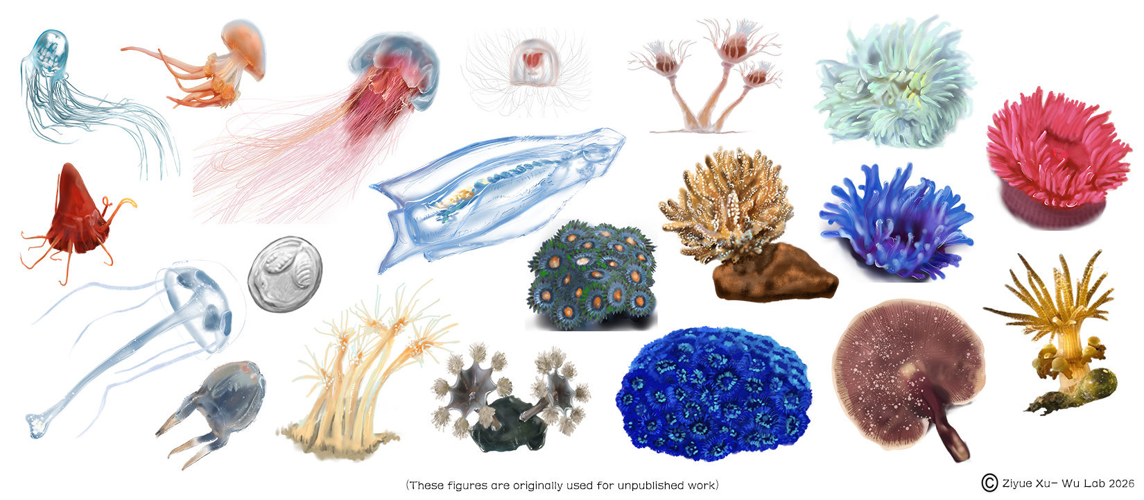 CnidoSite Overview