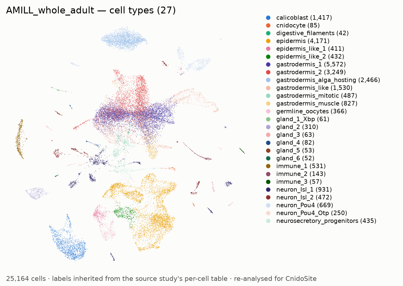 UMAP of the re-analysed AMILL_whole_adult, coloured by annotated cell type, with a legend naming each type