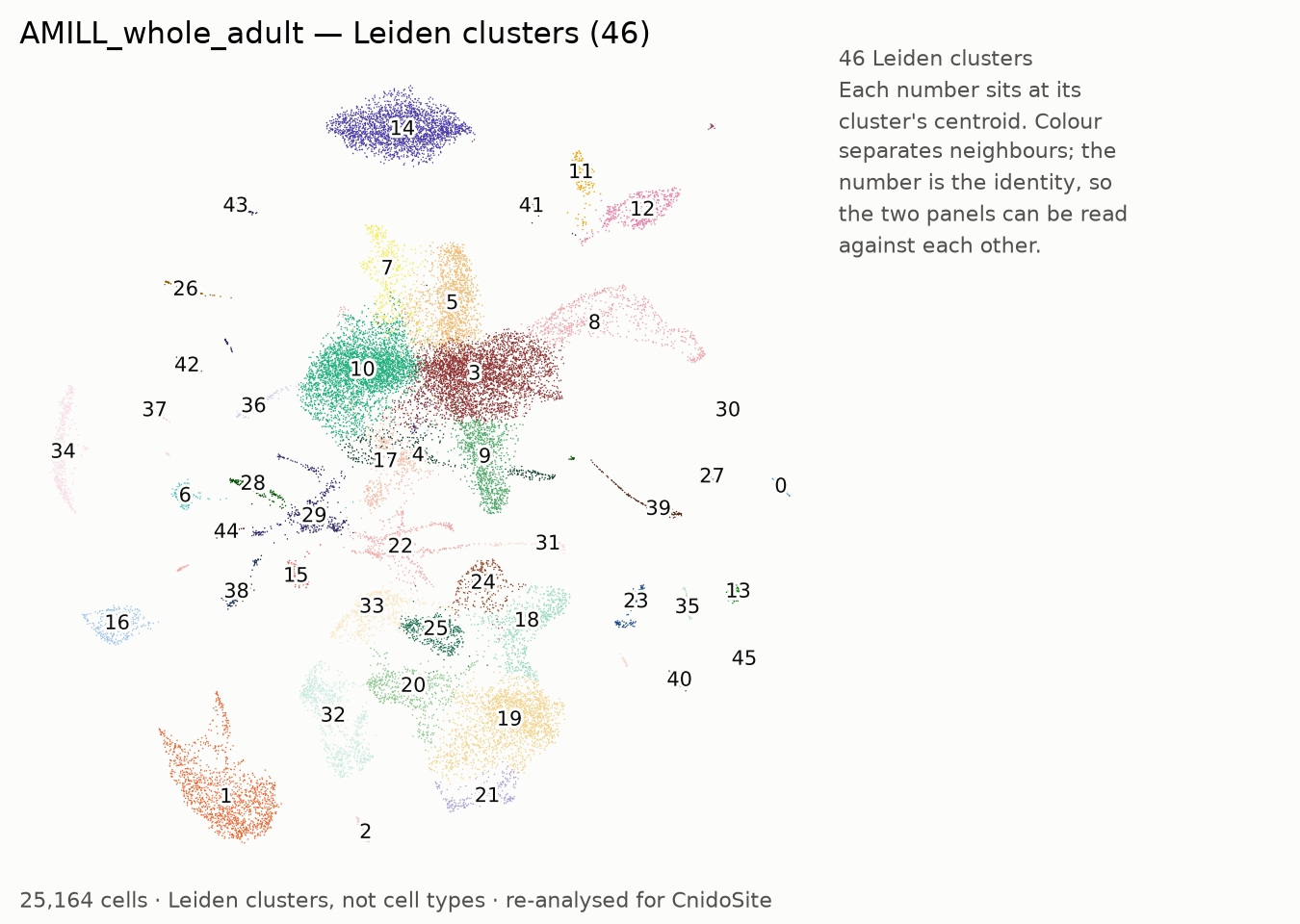 UMAP of the re-analysed AMILL_whole_adult, coloured by Leiden cluster, each labelled with its number